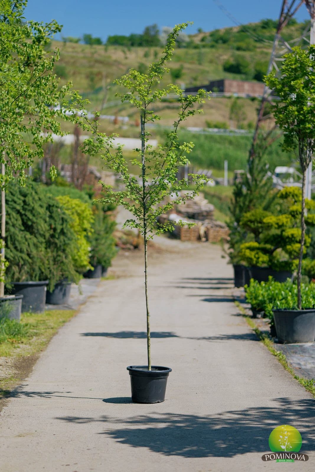 Crataegus Laevigata Paul'S Scarlet (Crataegus x laevigata Paul's Scarlet) — imagine 2