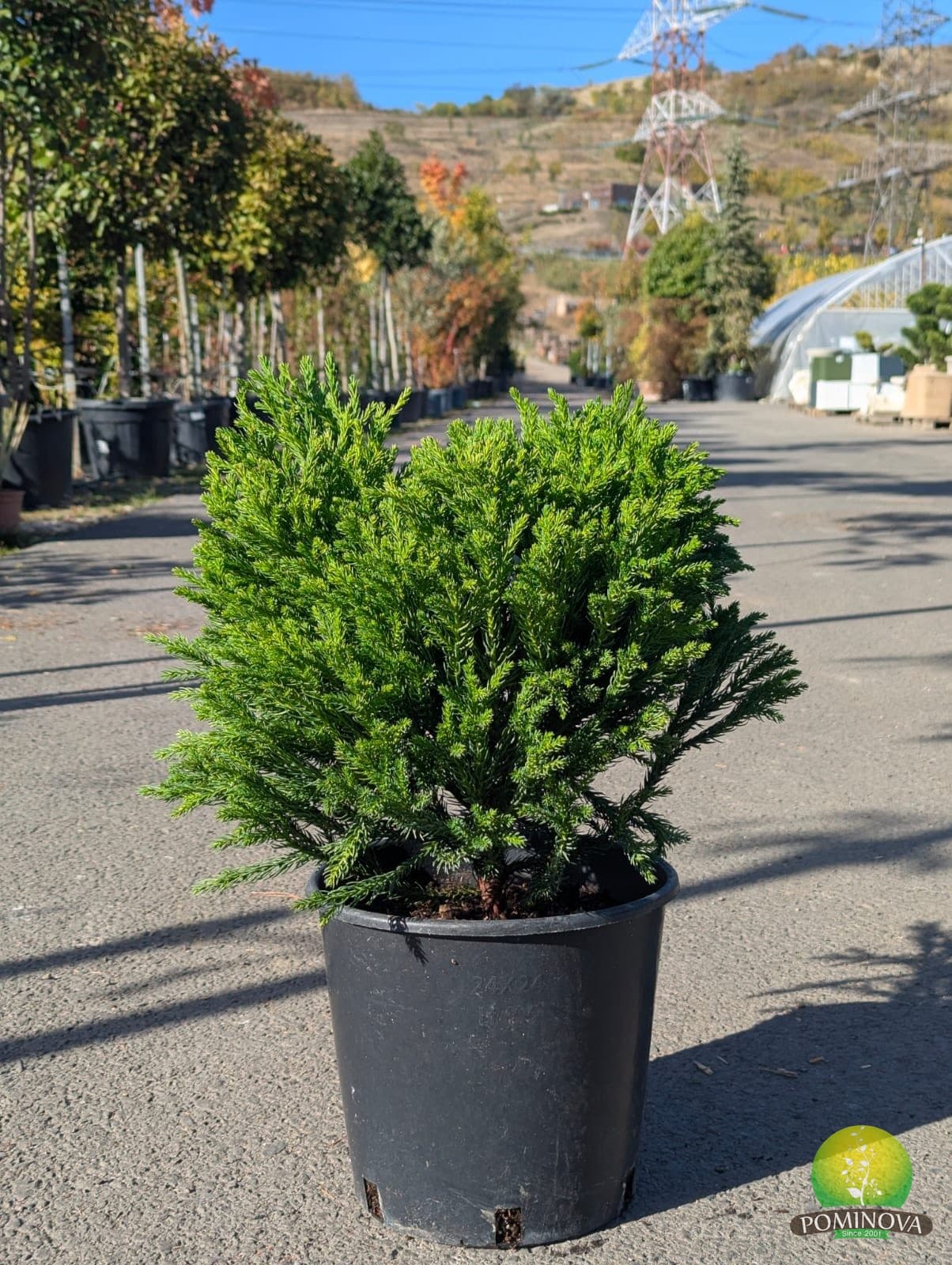 Criptomeria japoneză pitică ‘Globosa Nana’ (Cryptomeria japonica ‘Globosa Nana’) - imagine 1