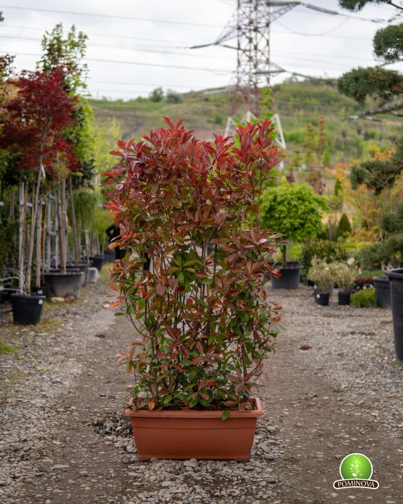Fotinia 'Red Robin' în jardinieră (Photinia x fraserii 'Red Robin')