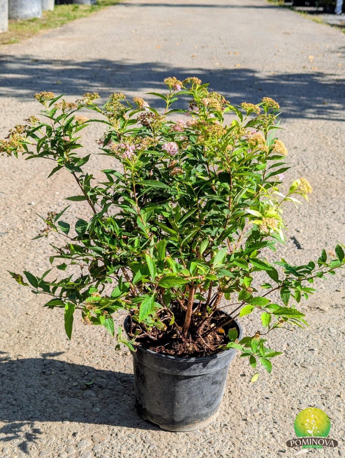 Cununiță japoneză (Spiraea japonica 'Firelight') — imagine 1