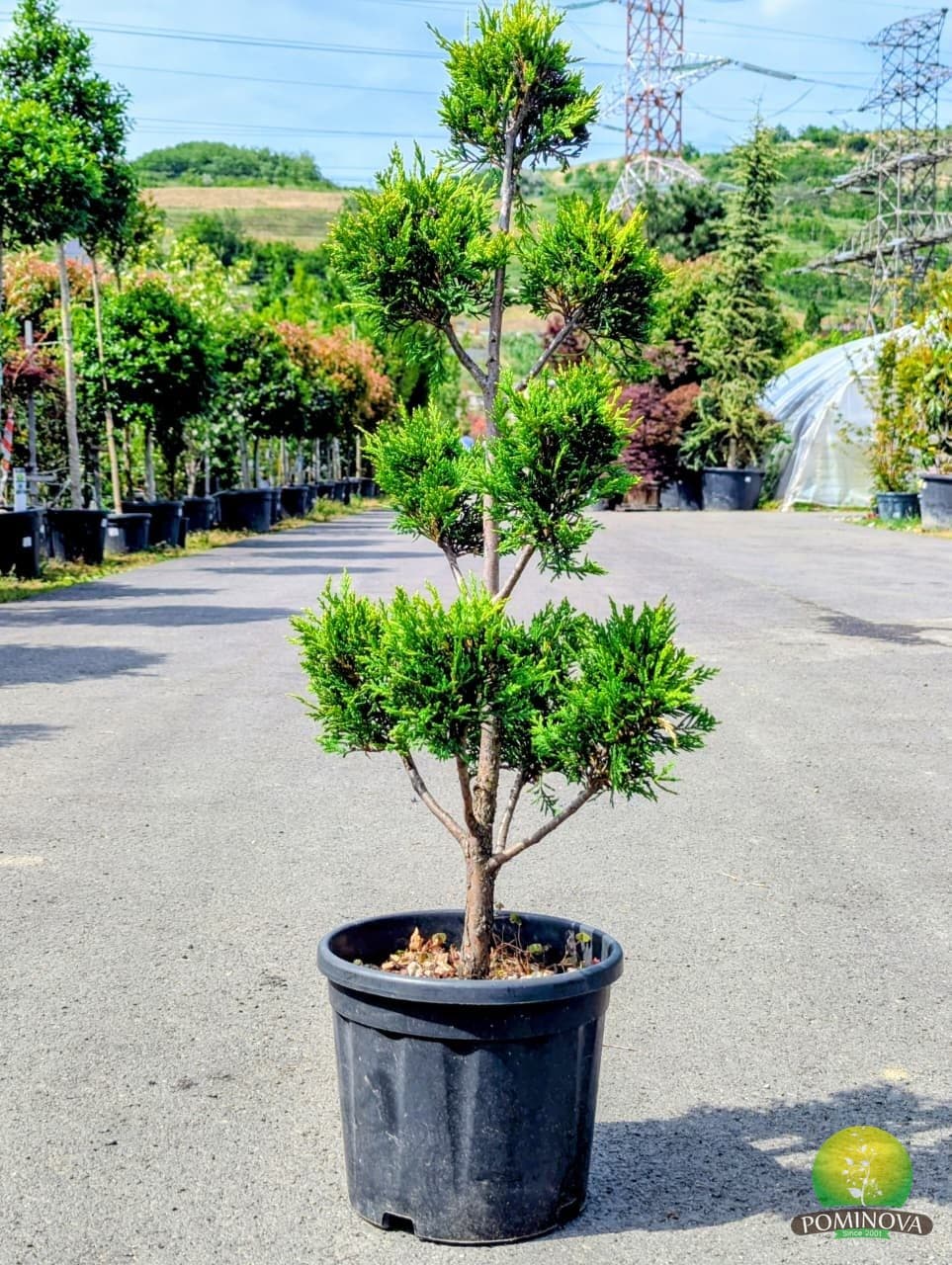 Cupressocyparis leyl. C.W. Gold - Pompon (Cupressocyparis leylandii ‘Castlewellan Gold’ - Pompon) — imagine 1