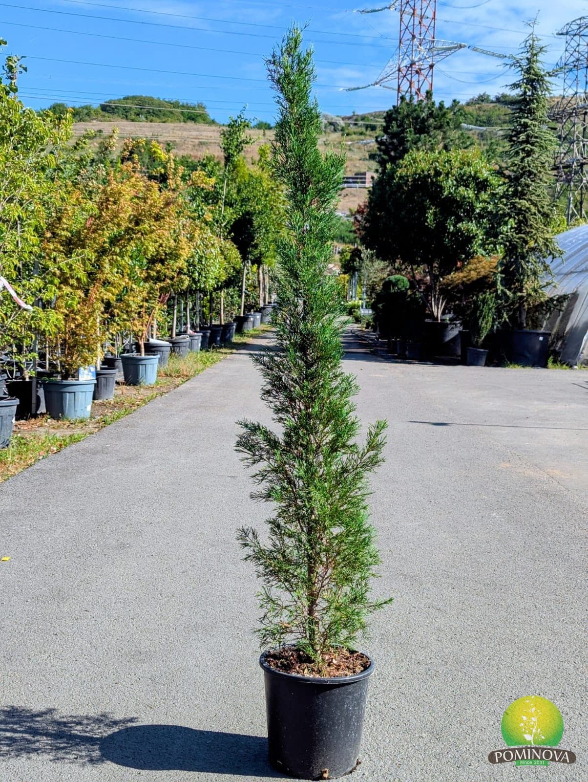 Leylandii piramidal (Cupressocyparis leylandii 'Pyramidalis') — imagine 1