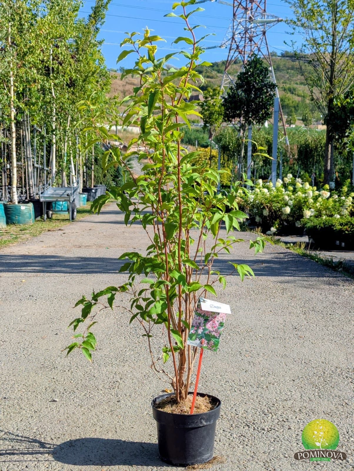 Deuția 'Codsall Pink' (Deutzia scabra 'Codsall Pink') — imagine 1
