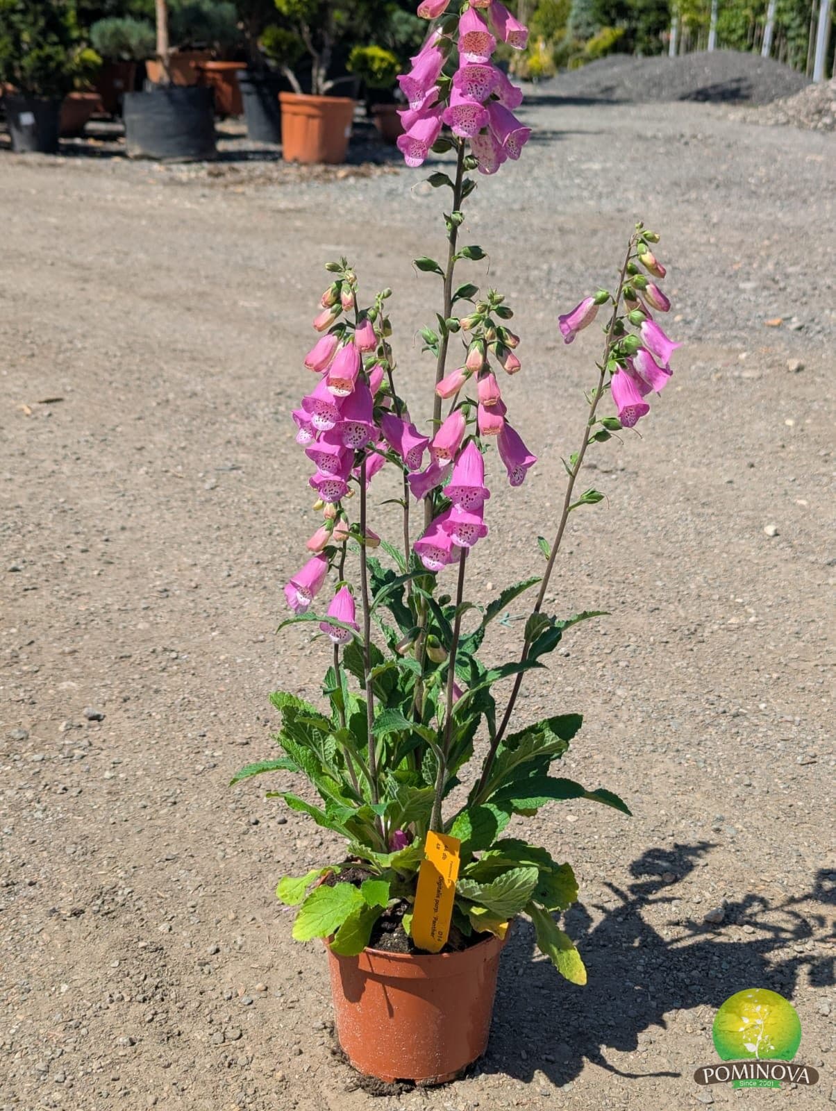 Degețel purpuriu (Digitalis purpurea)
