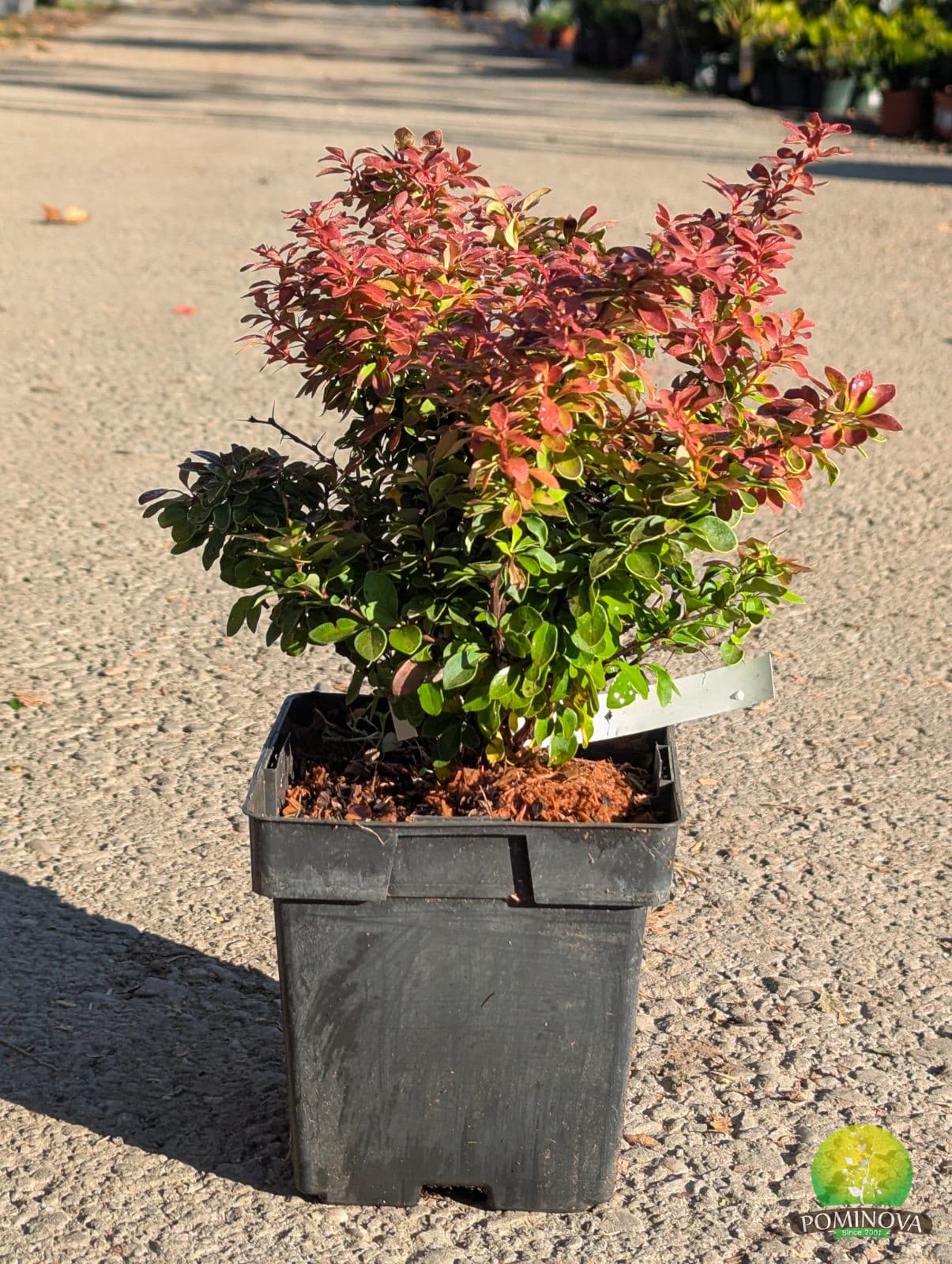 Dracilă japoneză ‘Admiration’ (Berberis thunbergii ‘Admiration’) - imagine 2