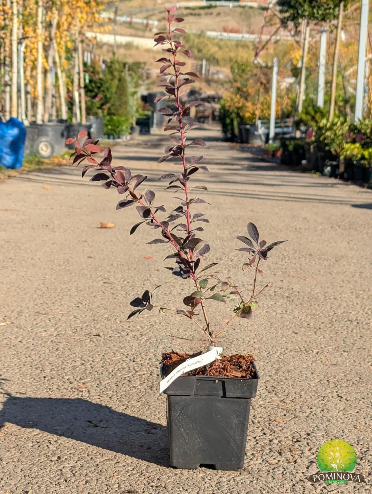 Dracilă japoneză ‘Auricoma’ (Berberis × ottawensis ‘Auricoma’) - imagine 1