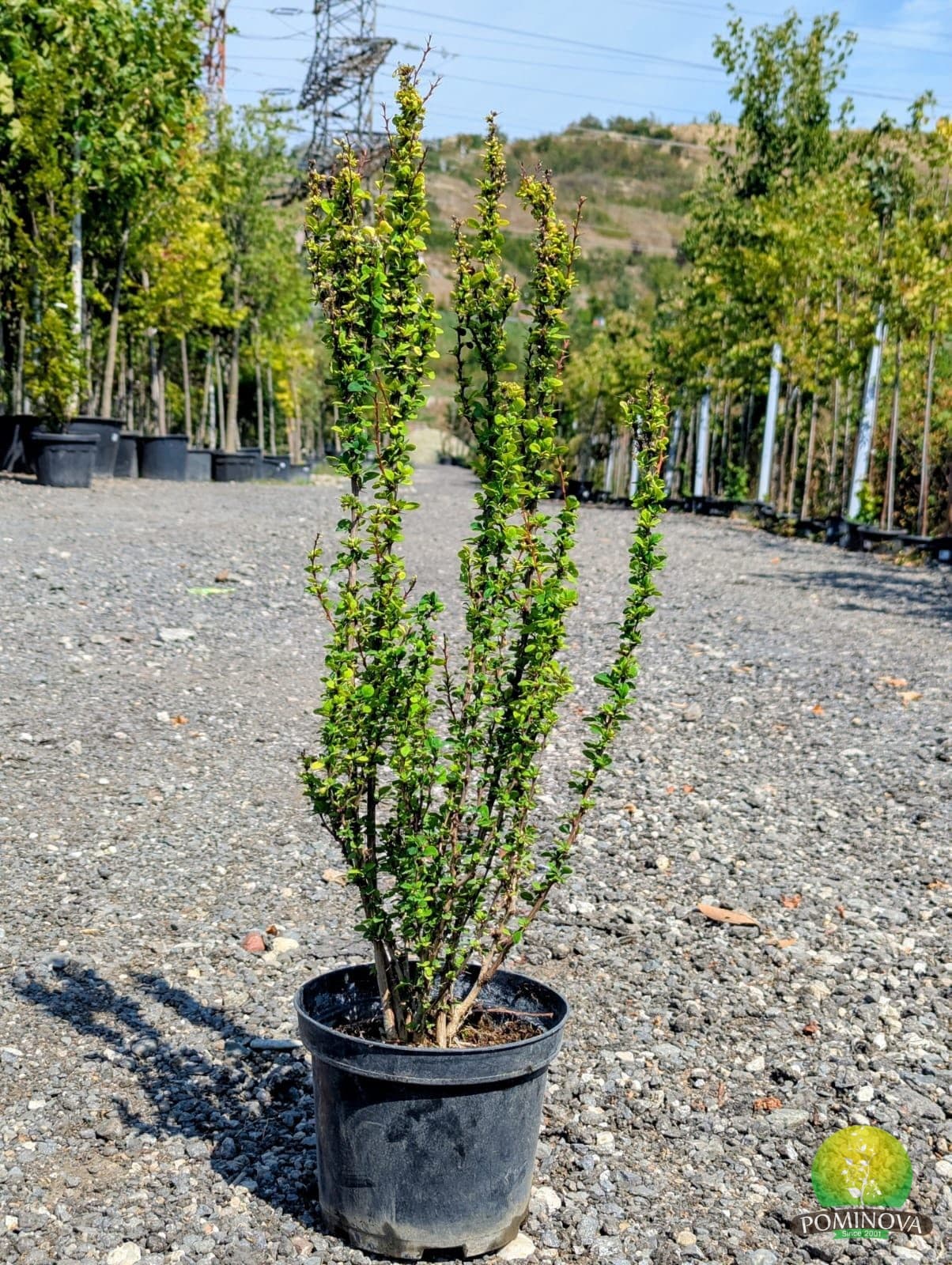 Dracilă japoneză columnară (Berberis thunbergii 'Erecta') — imagine 1
