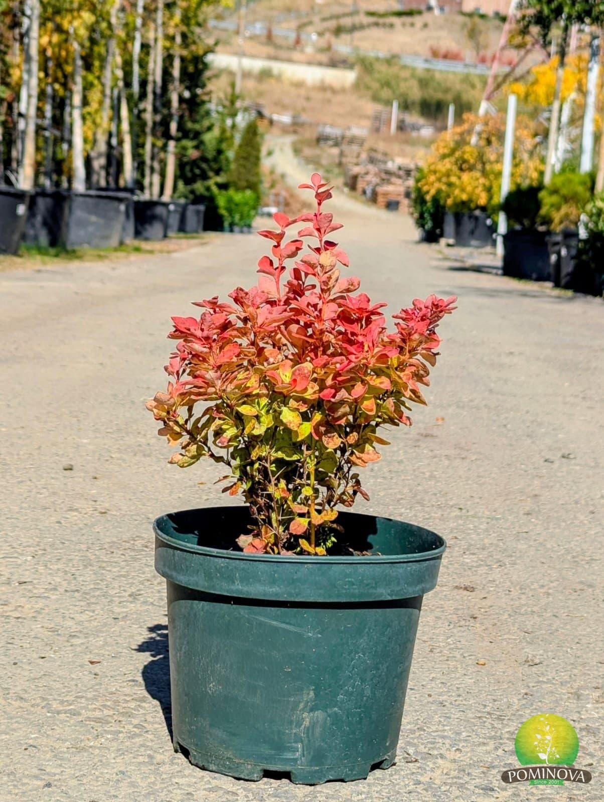 Dracilă japoneză ‘Orange Ice’ (Berberis thunbergii ‘Orange Ice’) - imagine 1