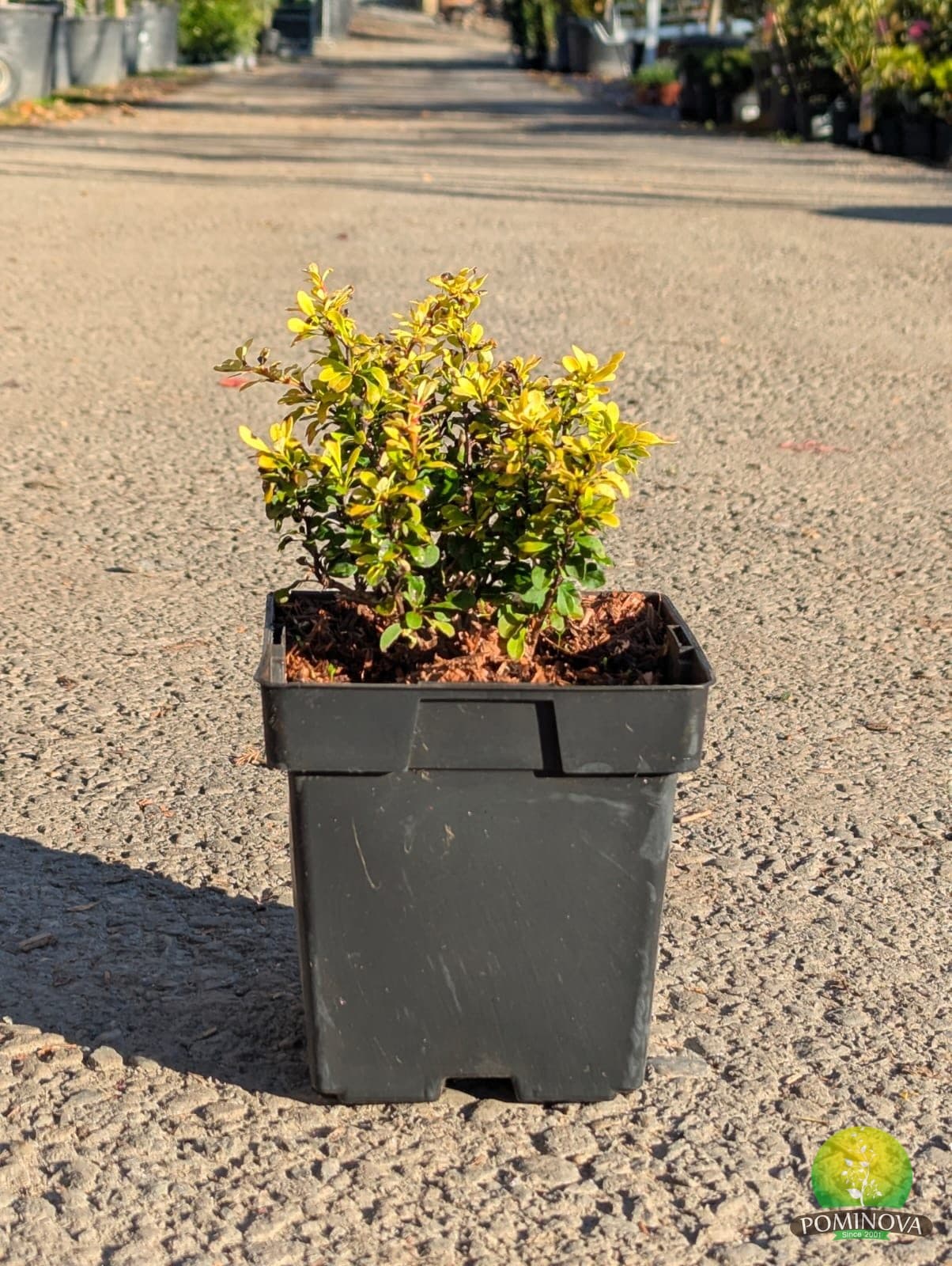 Dracilă japoneză pitică ‘Tiny Gold’ (Berberis thunbergii ‘Tiny Gold’) - imagine 1