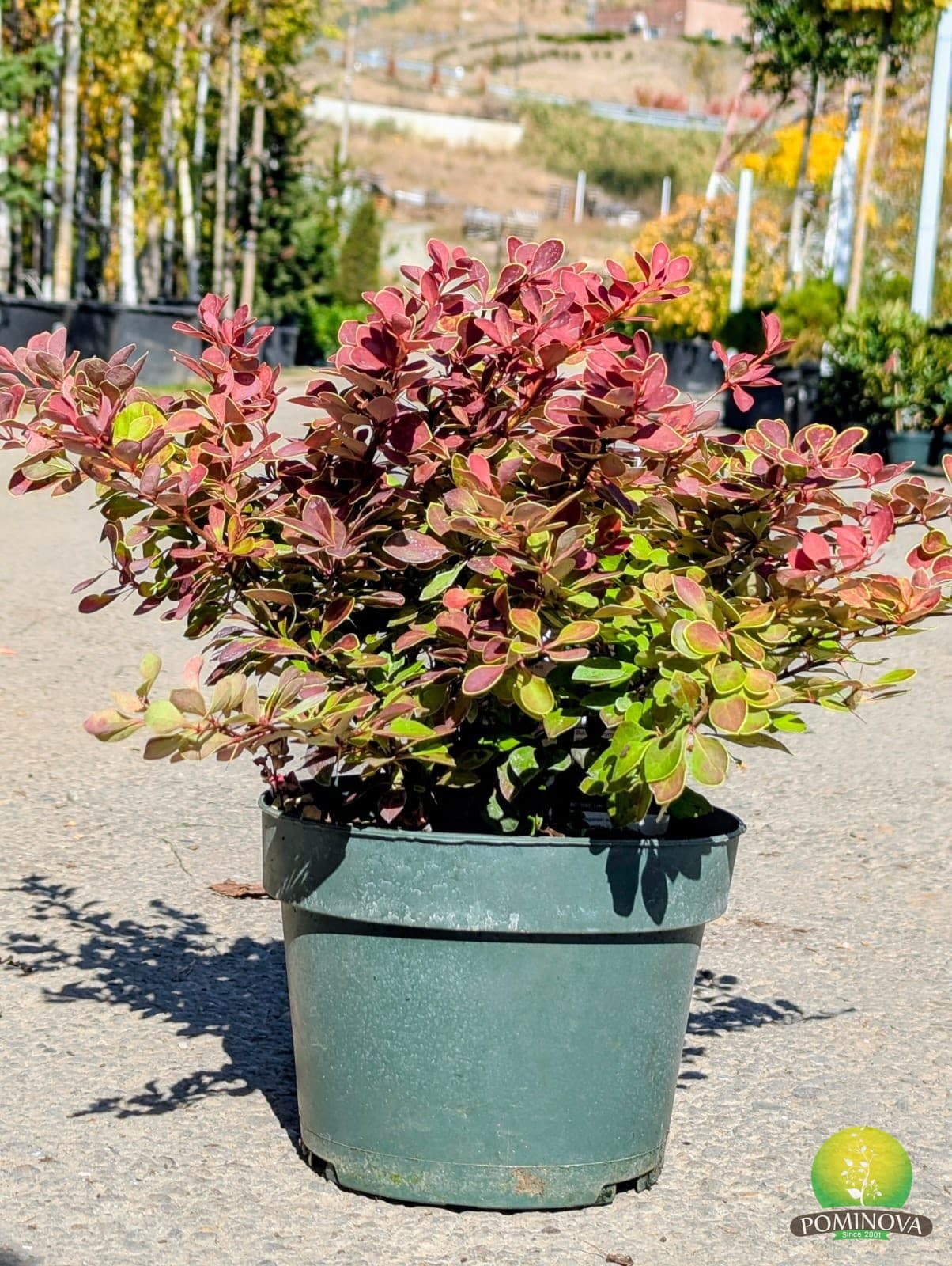 Dracilă japoneză ‘Red Star’ (Berberis thunbergii ‘Red Star’) - imagine 1