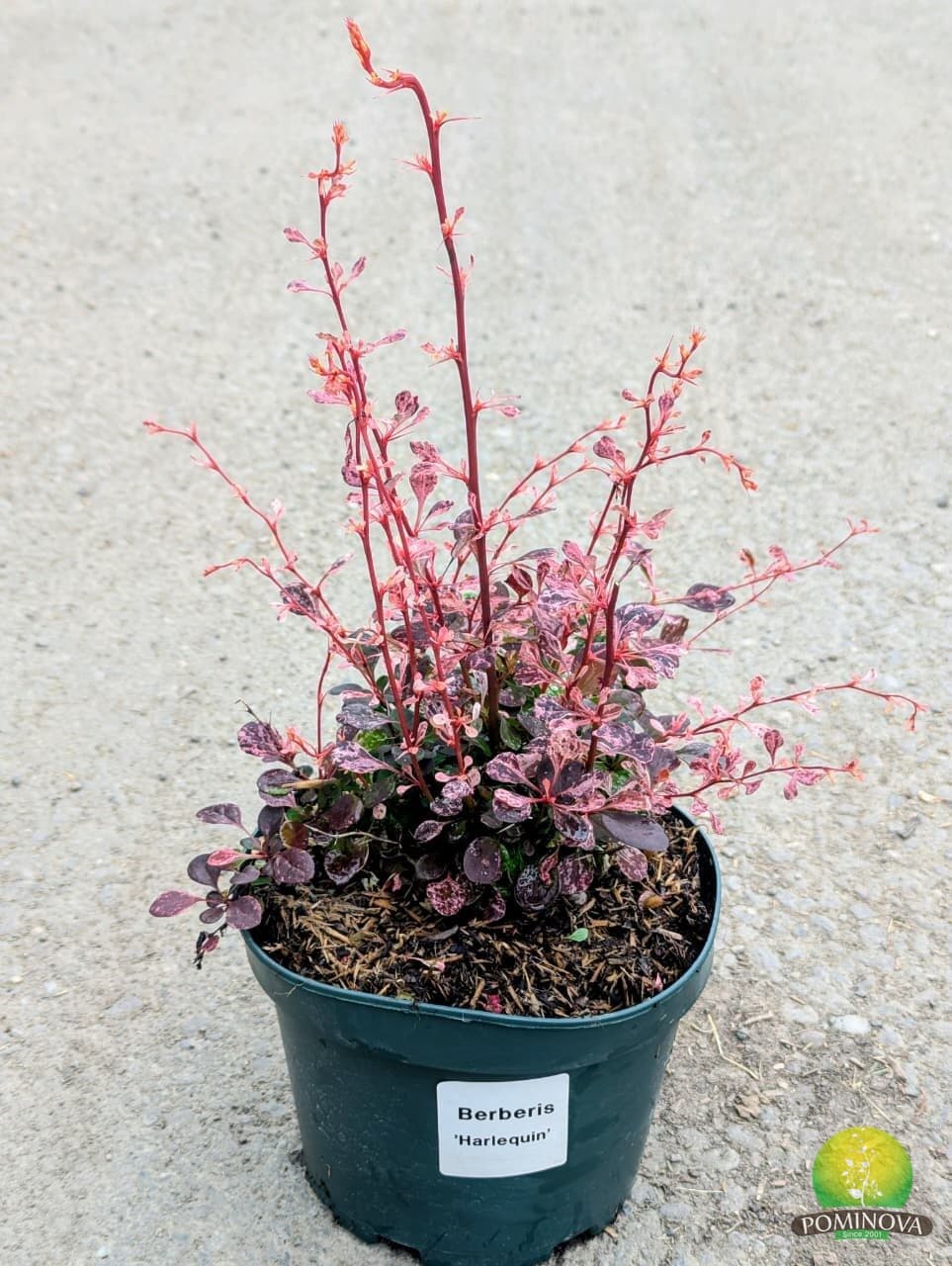 Dracilă japoneză Roz (Berberis thunbergii 'Harlequin') — imagine 1