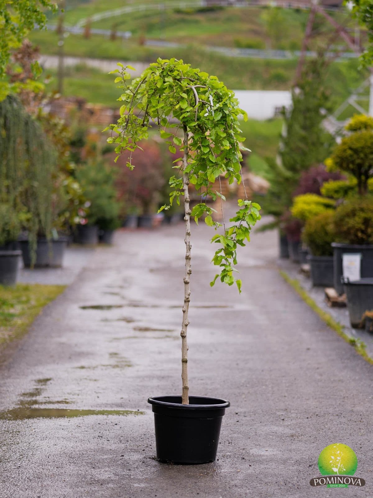 Dud plângător (Morus alba 'Pendula') — imagine 2