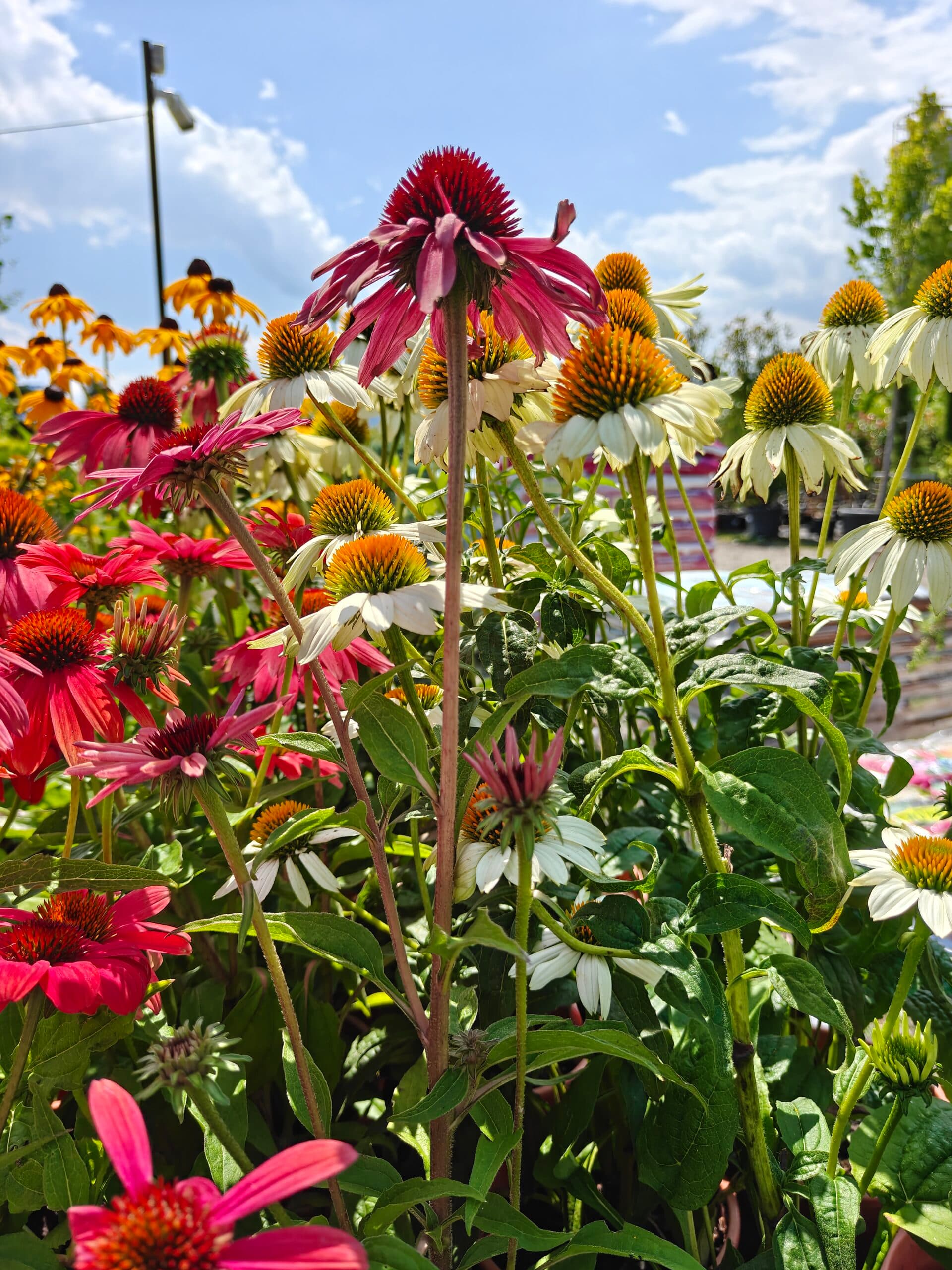 Echinacea (Echinacea 'Cheyenne Spirit')