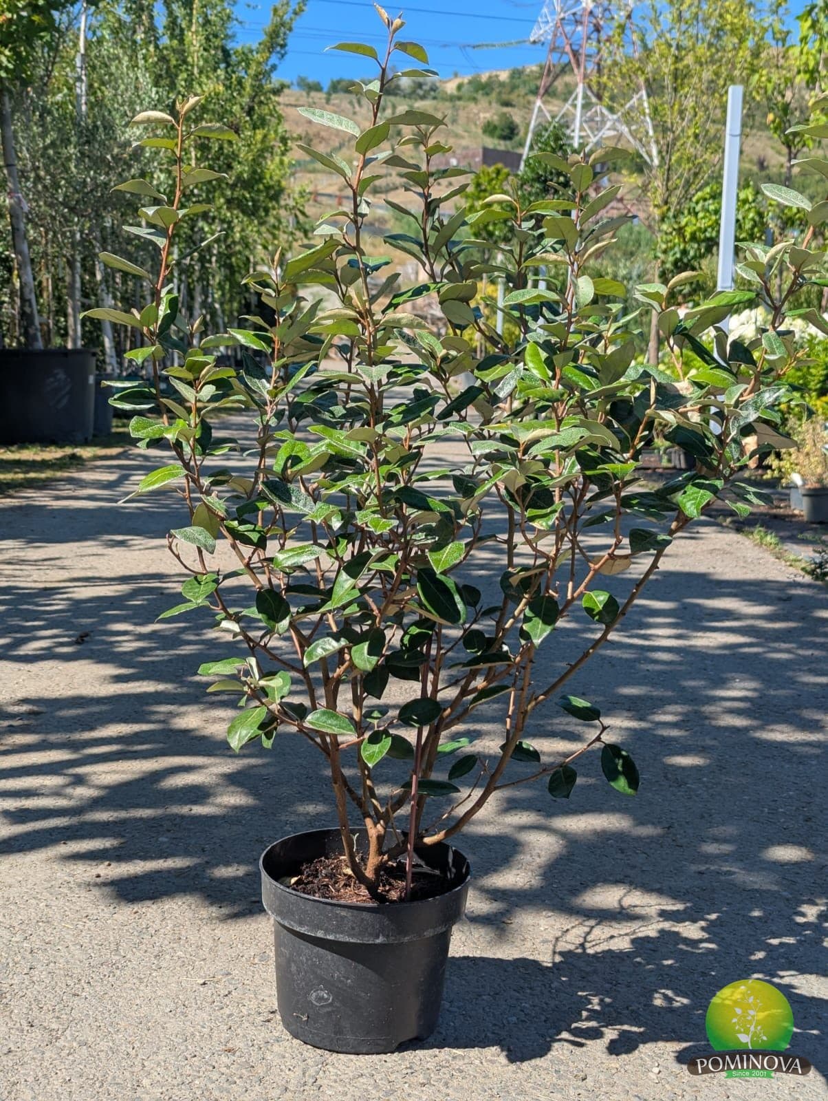 Sălcioară veșnic verde (Elaeagnus × ebbingei 'Compacta')