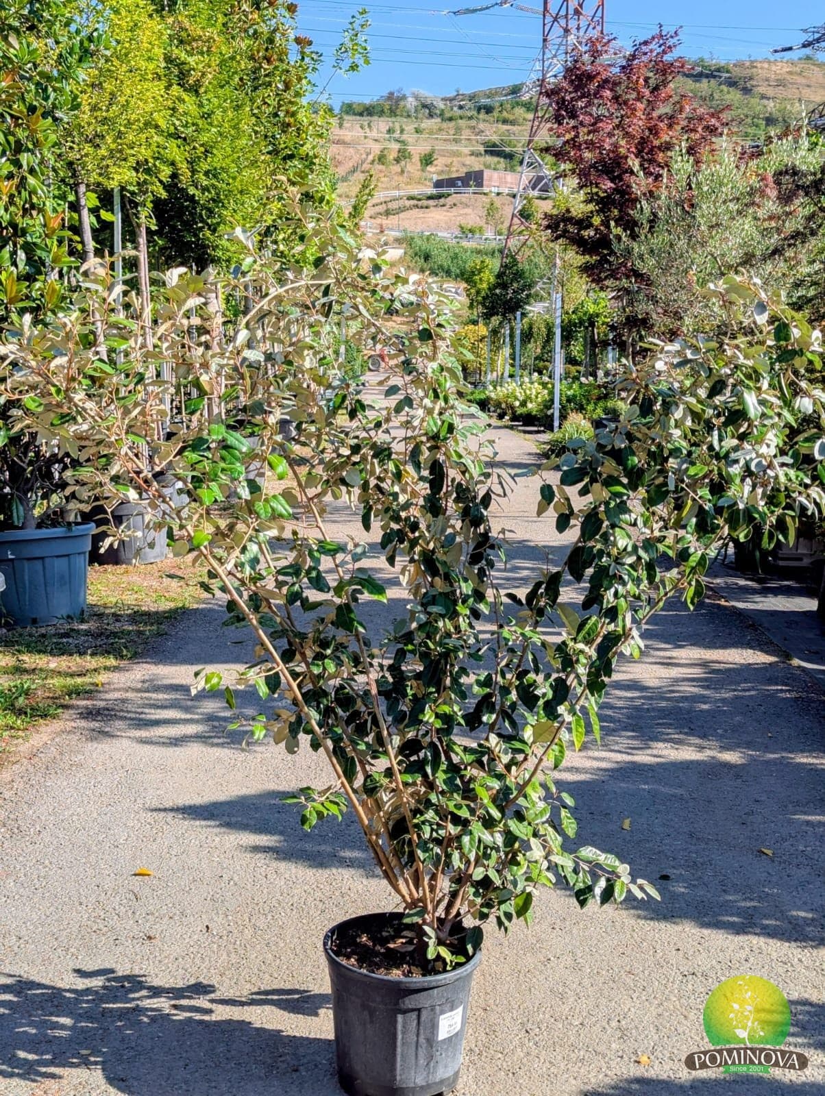 Sălcioară veșnic verde (Elaeagnus ebbingei) — imagine 1