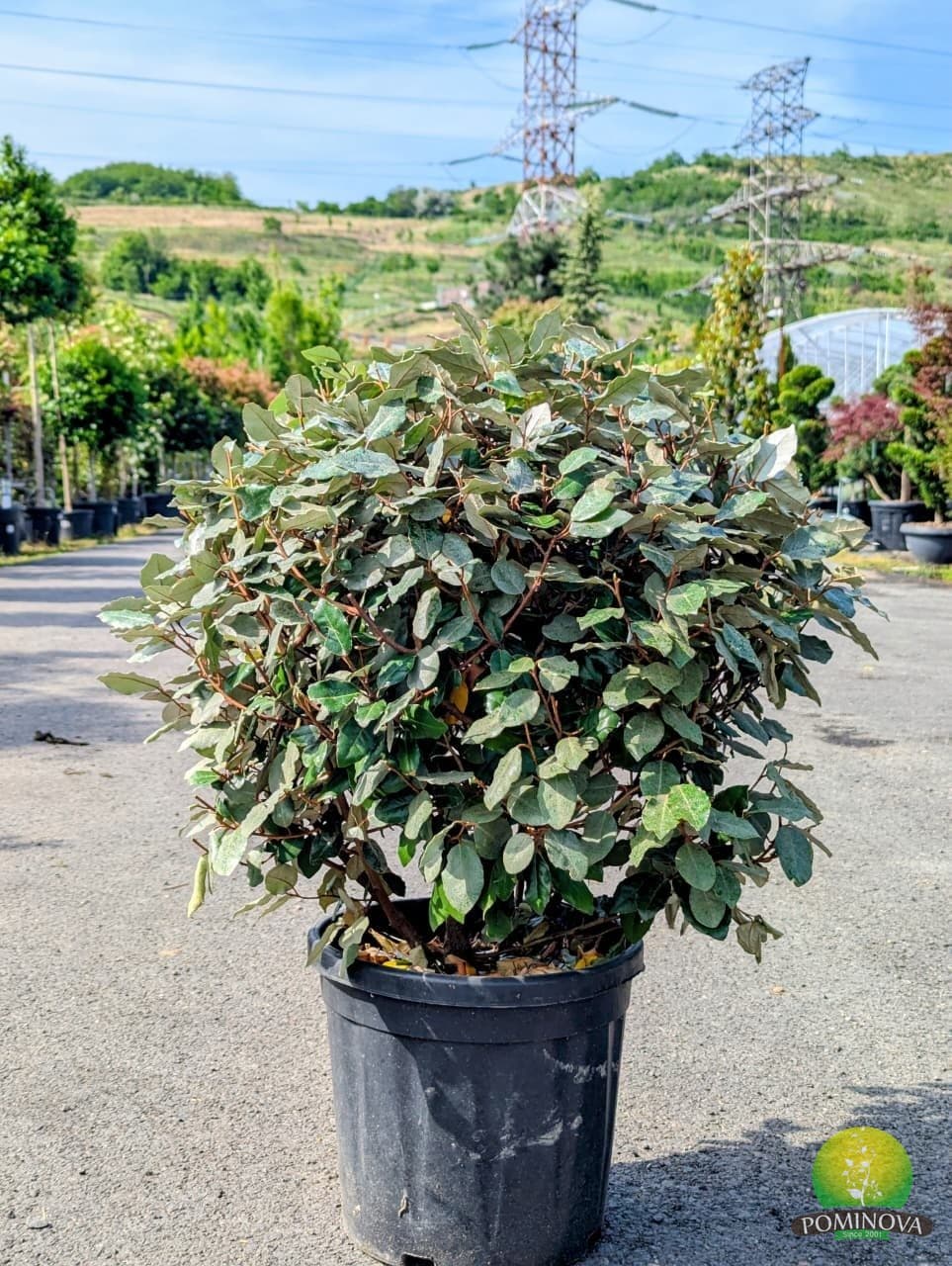 Elaeagnus Ebbingei (Elaeagnus ebbingei) — imagine 1