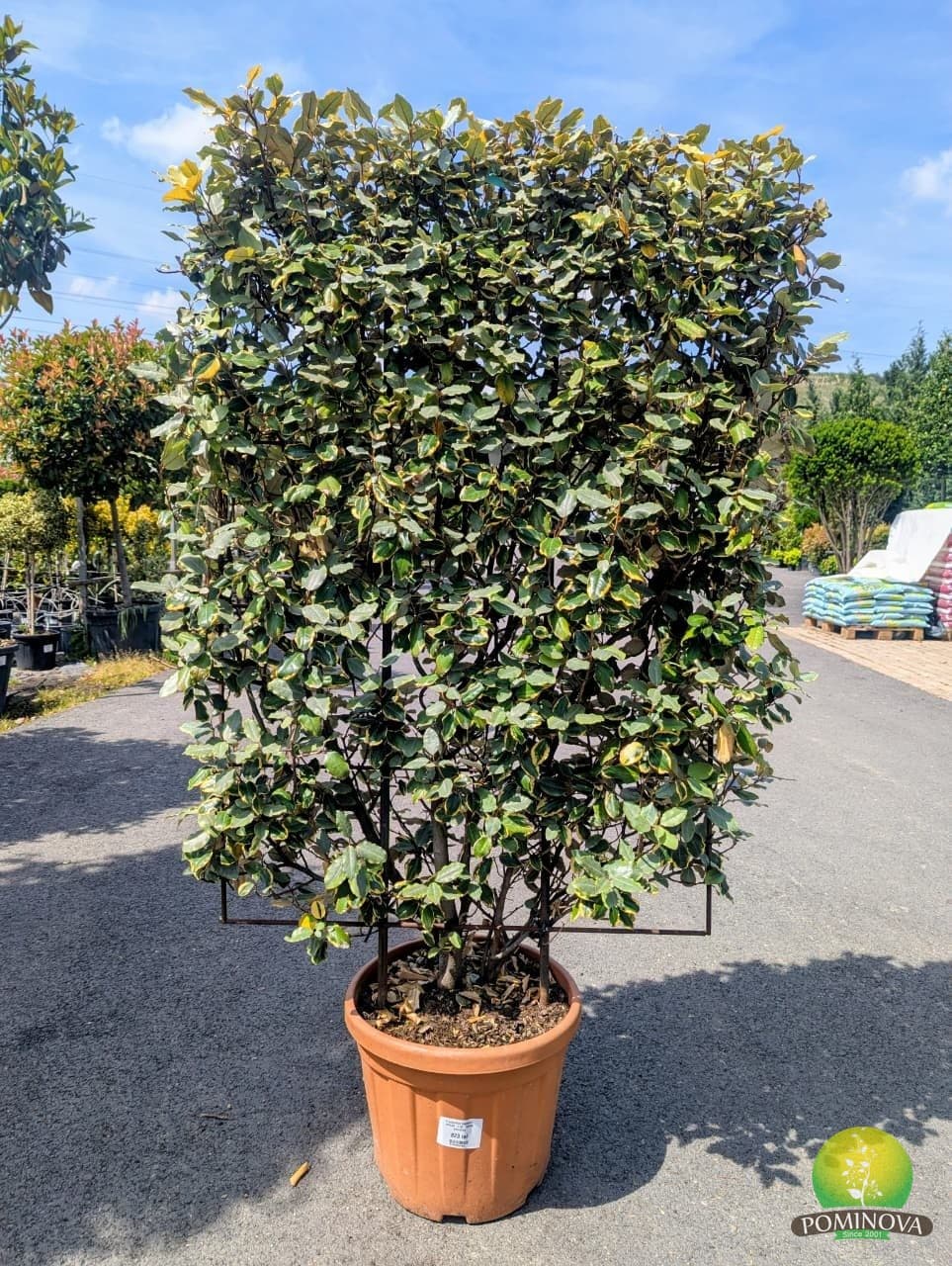 Elaeagnus ebbingei 'Vivileg' - Spalier (Elaeagnus ebbingei 'Vivileg' - Spaliera) — imagine 1