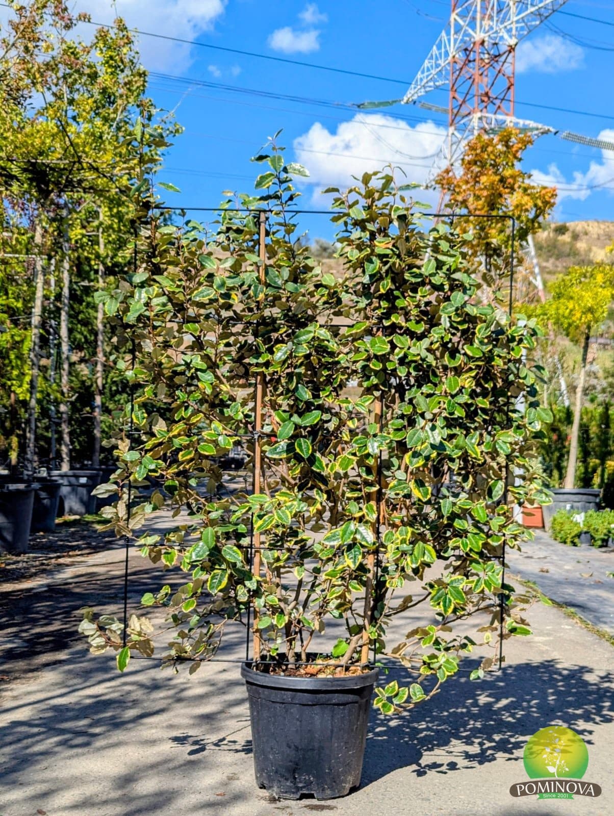 Sălcioară veșnic verde 'Vivileg' - Spalier (Elaeagnus ebbingei 'Vivileg' - Spaliera) - imagine 1