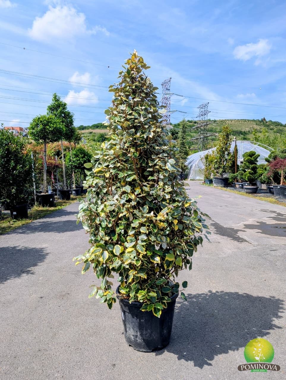 Elaeagnus ebbingei 'Vivileg' - Con (Elaeagnus ebbingei 'Vivileg' ) — imagine 1