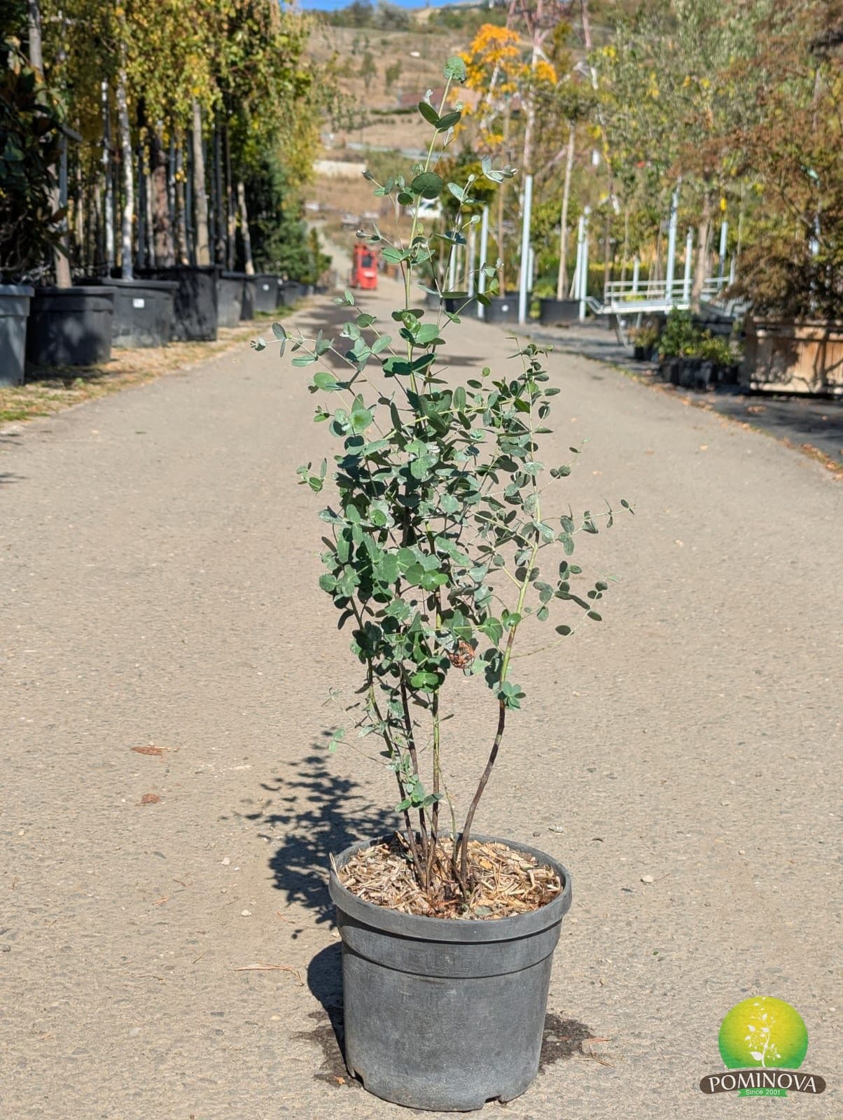 Eucalipt cu frunze albăstrui (Eucalyptus gunnii) - imagine 3
