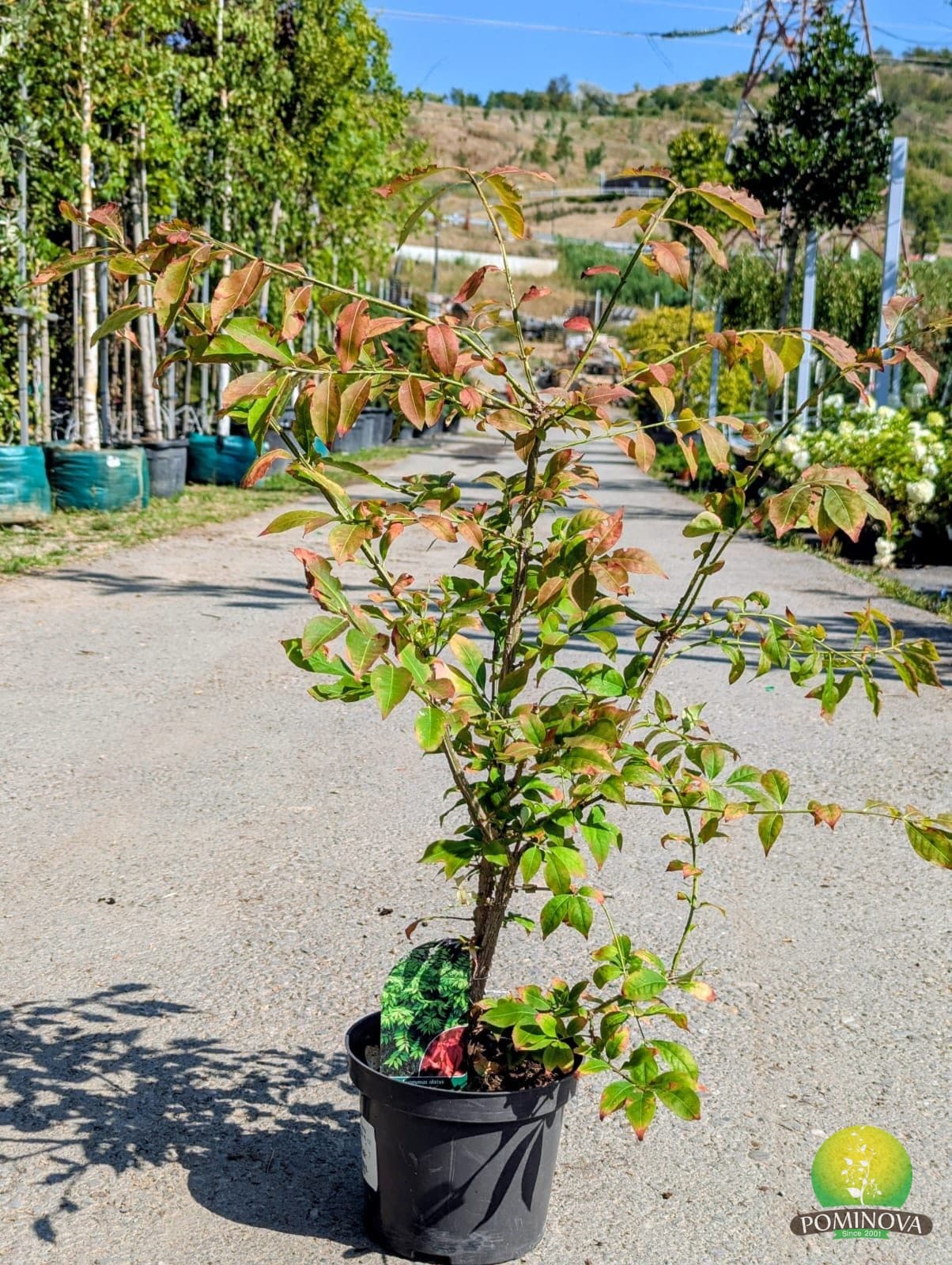 Euonymus alatus 'Compactus' — imagine 1