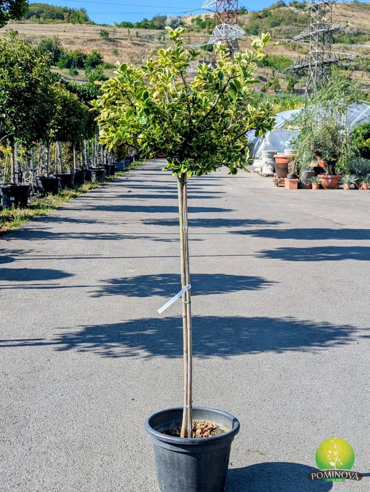 Evonimus 'Canadale Gold' (Euonymus fortunei 'Canadale Gold') - imagine 1