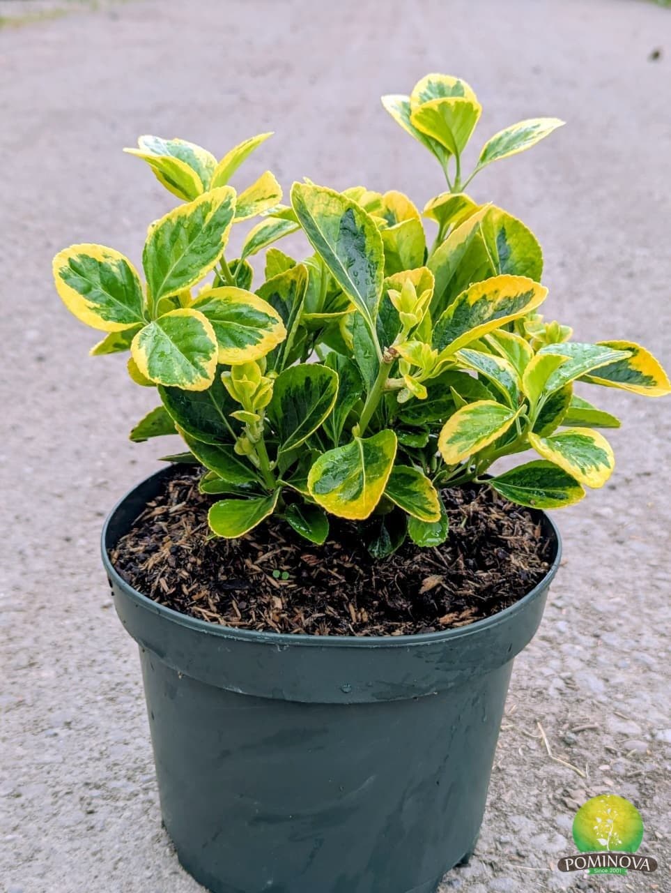 Euonymus japonicus Aureomarginatus (Euonymus japonicus 'Aureomarginatus') — imagine 1