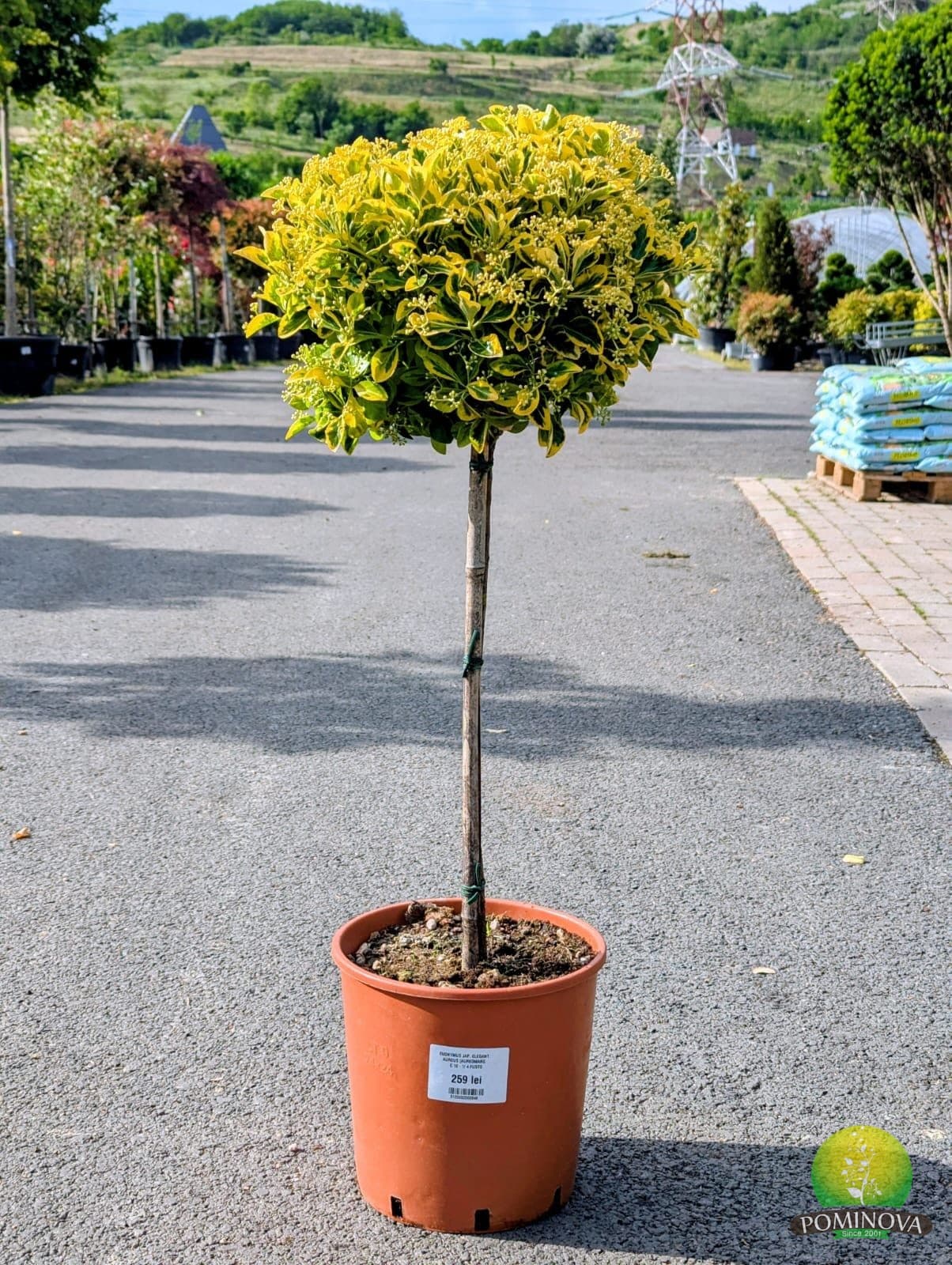Euonymus japonicus 'Elegant Aureus' - Altoit pe trunchi (Euonymus japonicus 'Elegant Aureus') — imagine 1