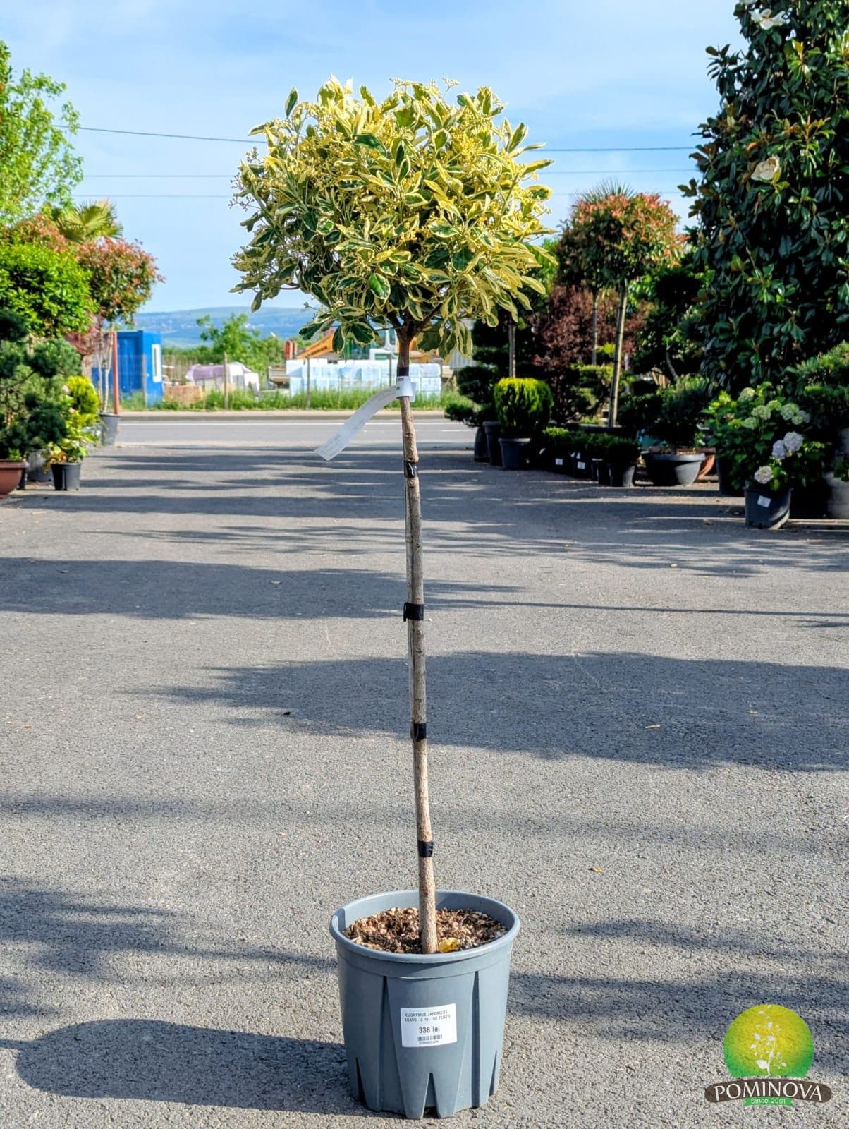Euonymus japonicus Bravo — imagine 1