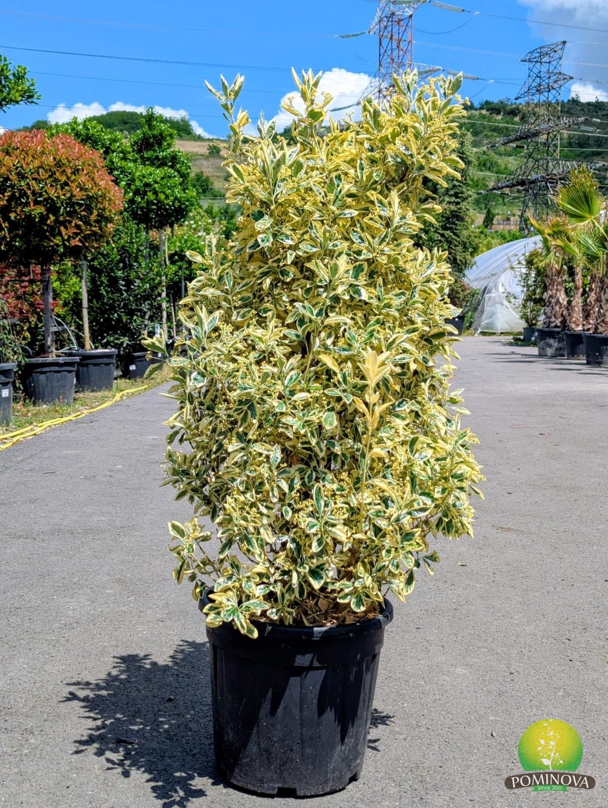 Evonymus alb (Euonymus japonicus 'Bravo') — imagine 1