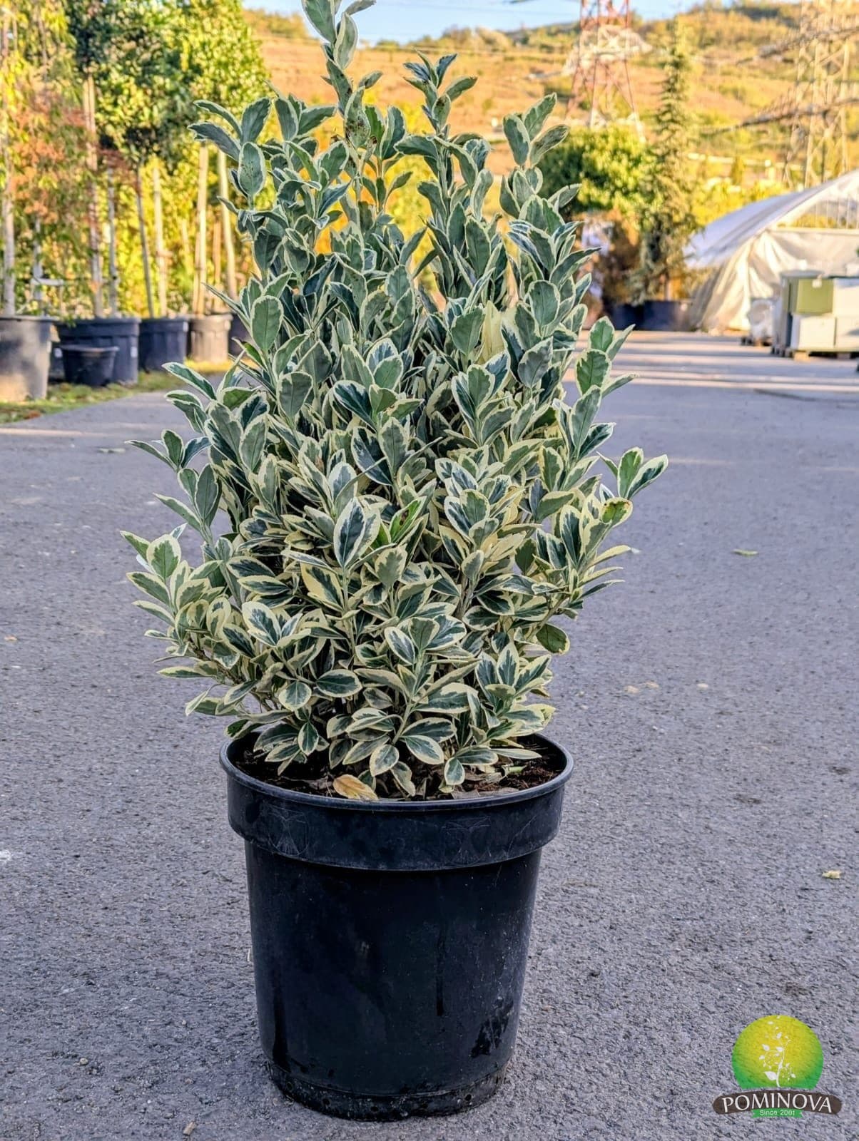 Evonymus alb (Euonymus japonicus 'Bravo') - imagine 3