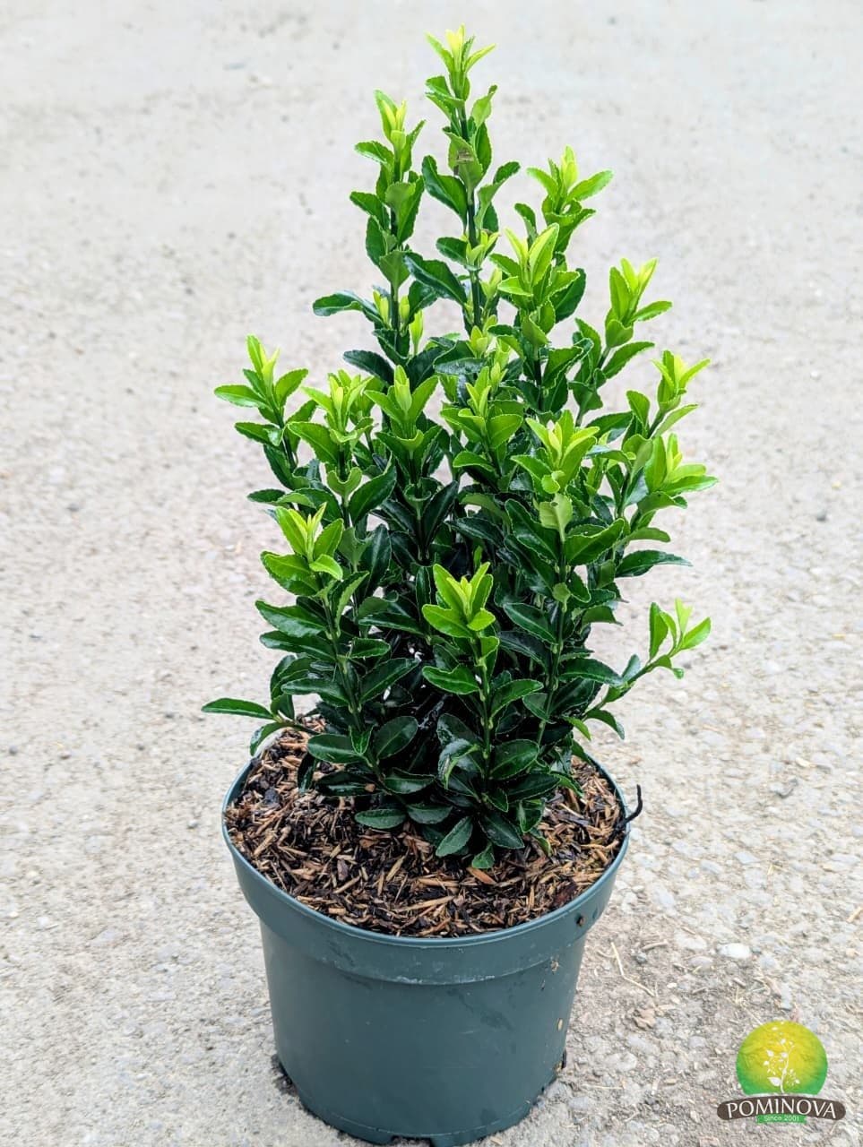 Euonymus japonicus Green Spire (Euonymus japonicus 'Green Spire') — imagine 1
