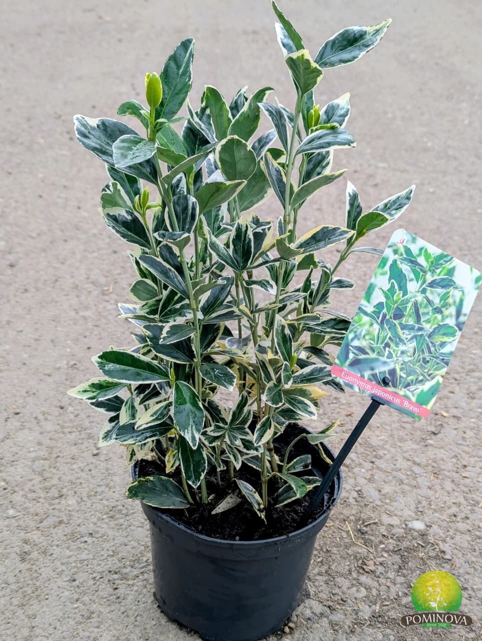Euonymus japonicus Bravo (Euonymus japonicus 'Bravo') — imagine 1