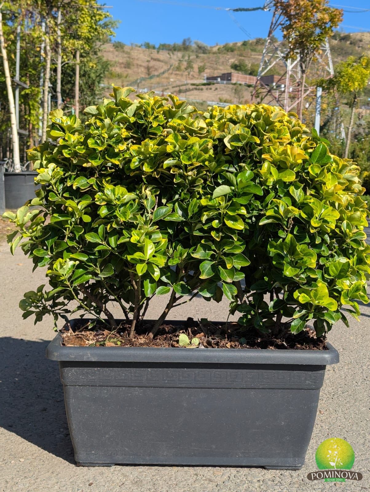 Euonymus japonicus - Jardiniera (Euonymus japonicus Cassetta - Mixt) - imagine 1