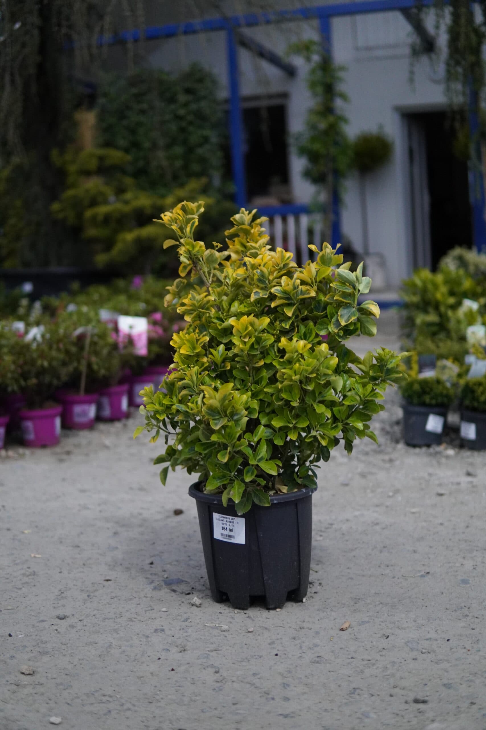 Salbă japoneză (Euonymus japonicus)
