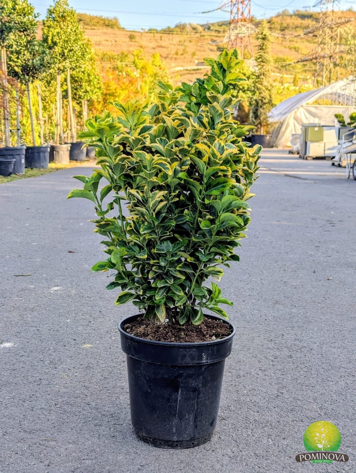 Evonimus auriu (Euonymus japonicus 'Elegantissimus Aureus') - imagine 5