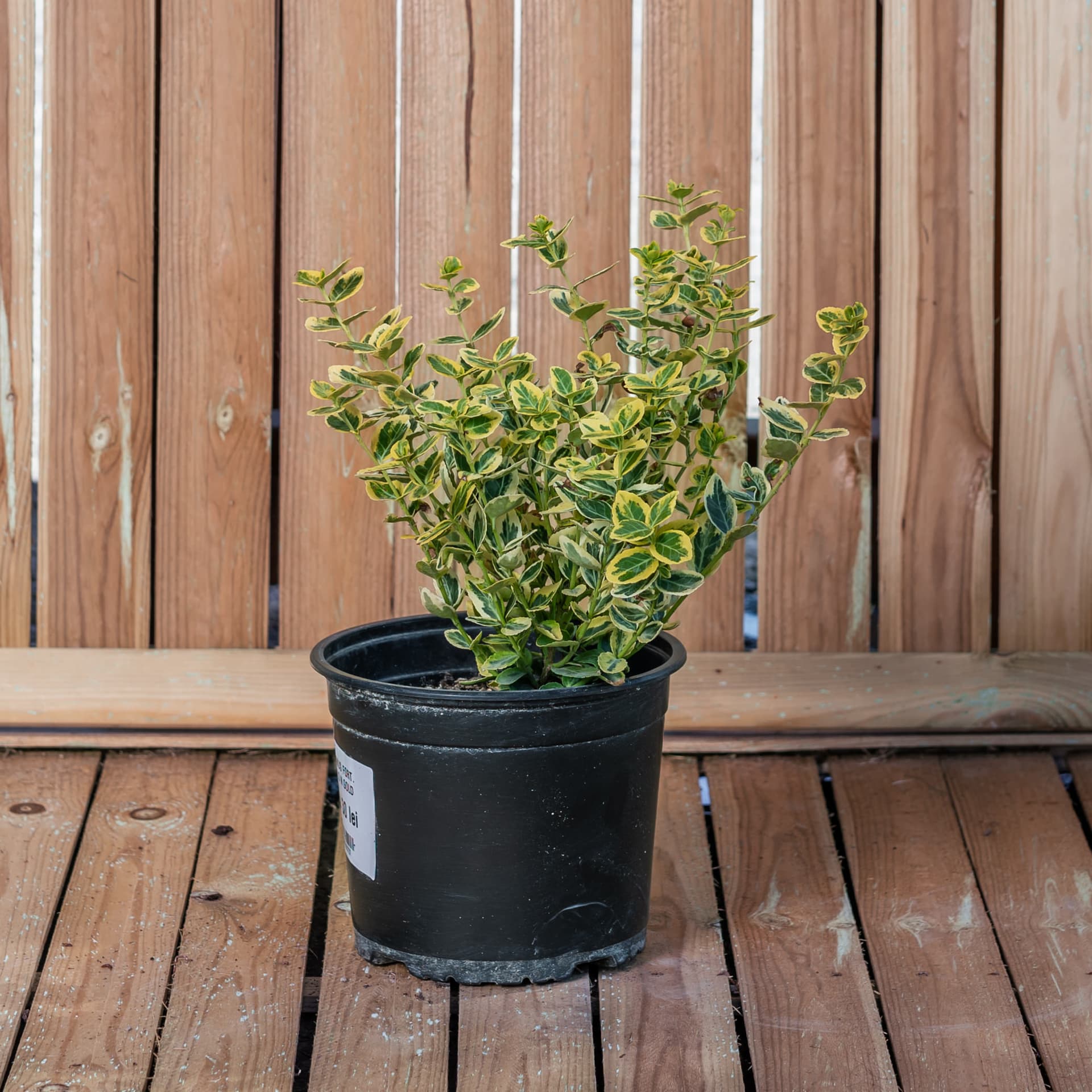 Salbă japoneză 'Emerald 'n Gold' (Euonymus fortunei 'Emerald'n Gold') - imagine 1