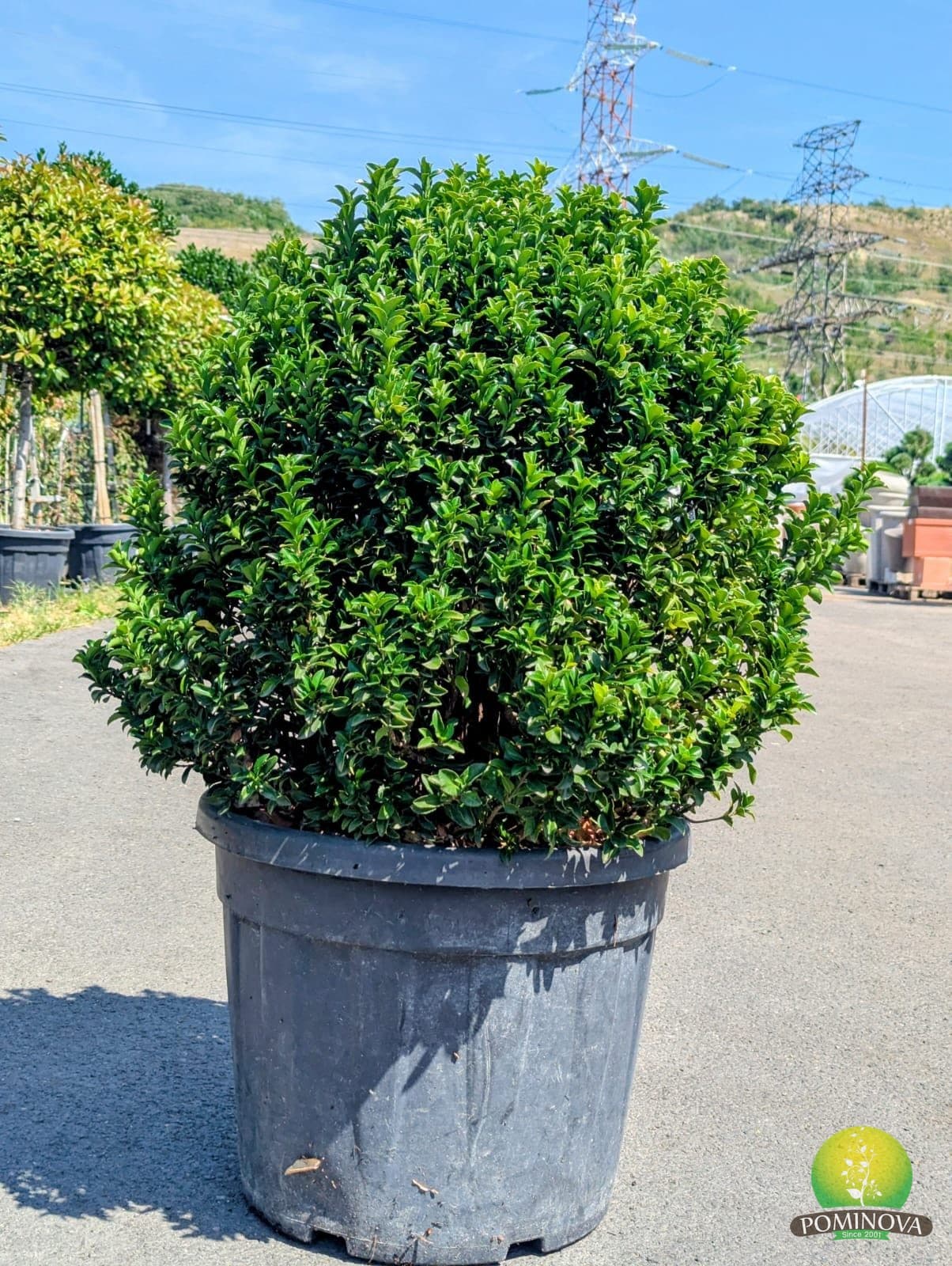 Evonimus 'Benkomasaki' (Euonymus japonicus 'Benkomasaki') — imagine 1