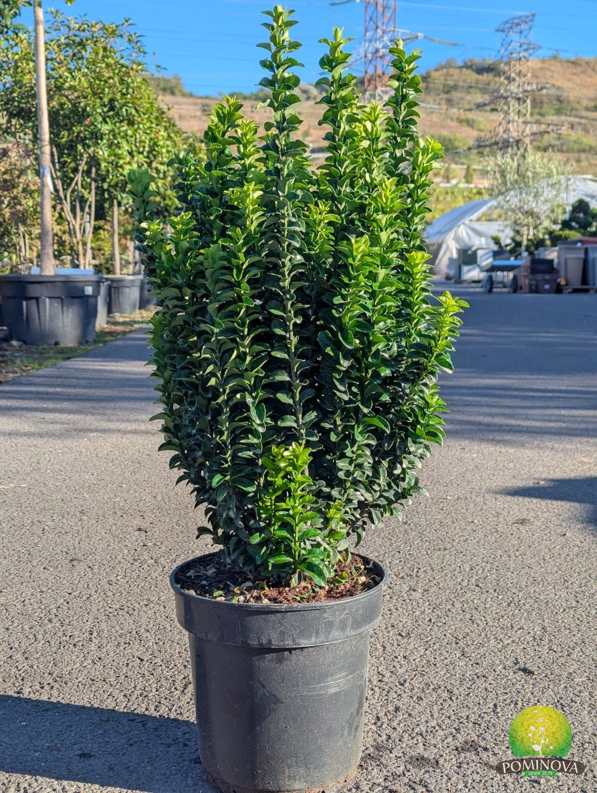 Evonimus japonez 'Benkomasaki' (Euonymus japonicus 'Benkomasaki') - imagine 1