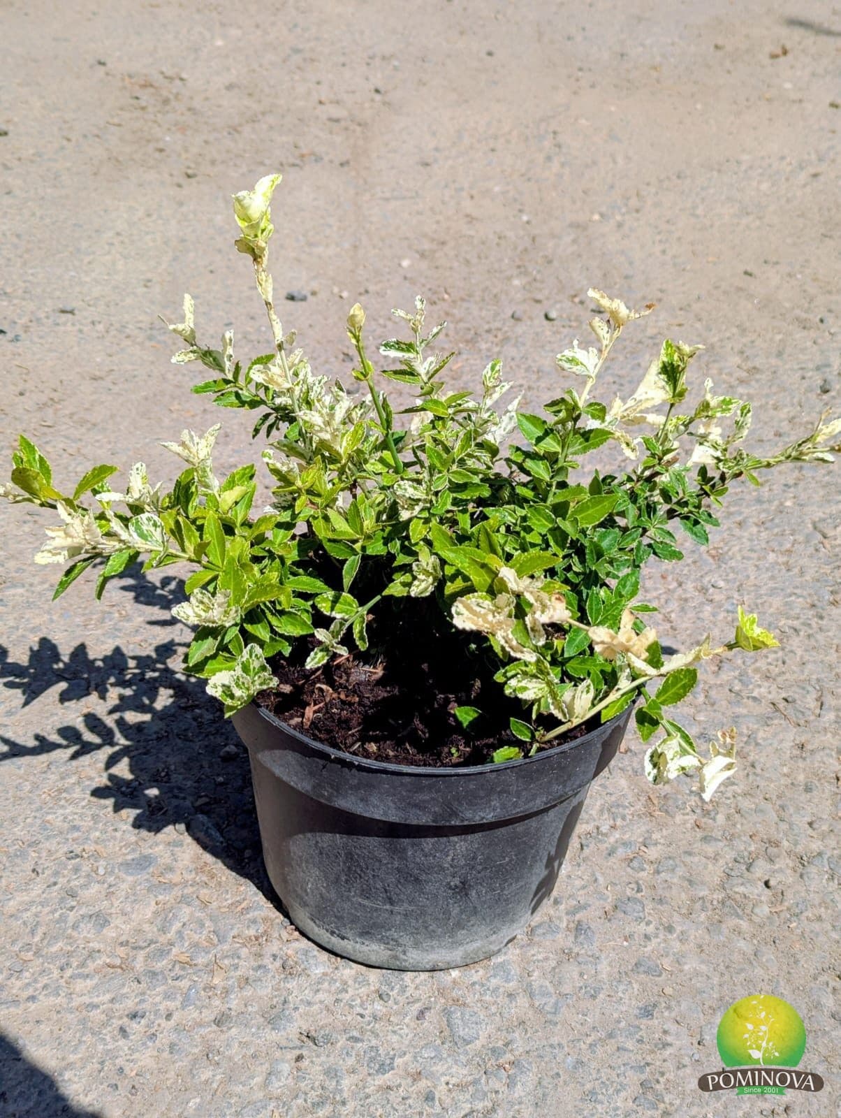 Salbă japoneză 'Harlequin' (Euonymus fortunei 'Harlequin') — imagine 1