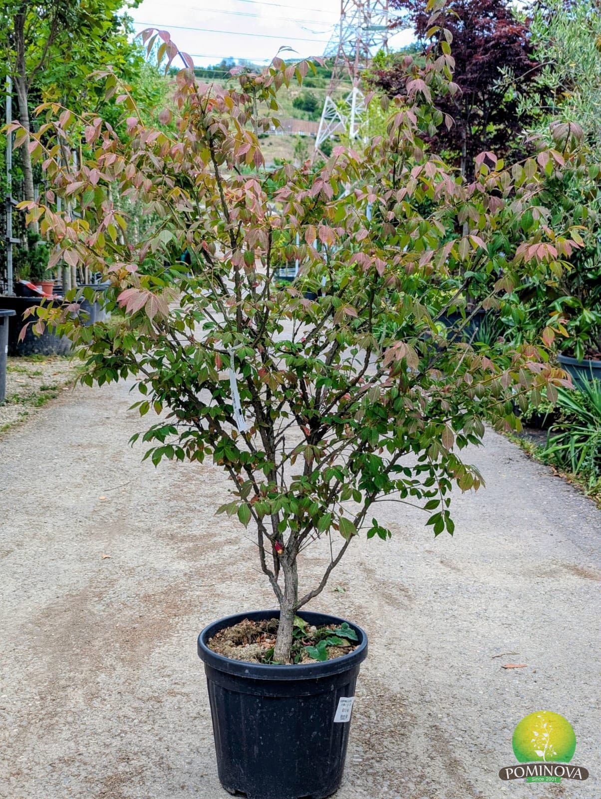 Salbă înaripată (Euonymus alatus)