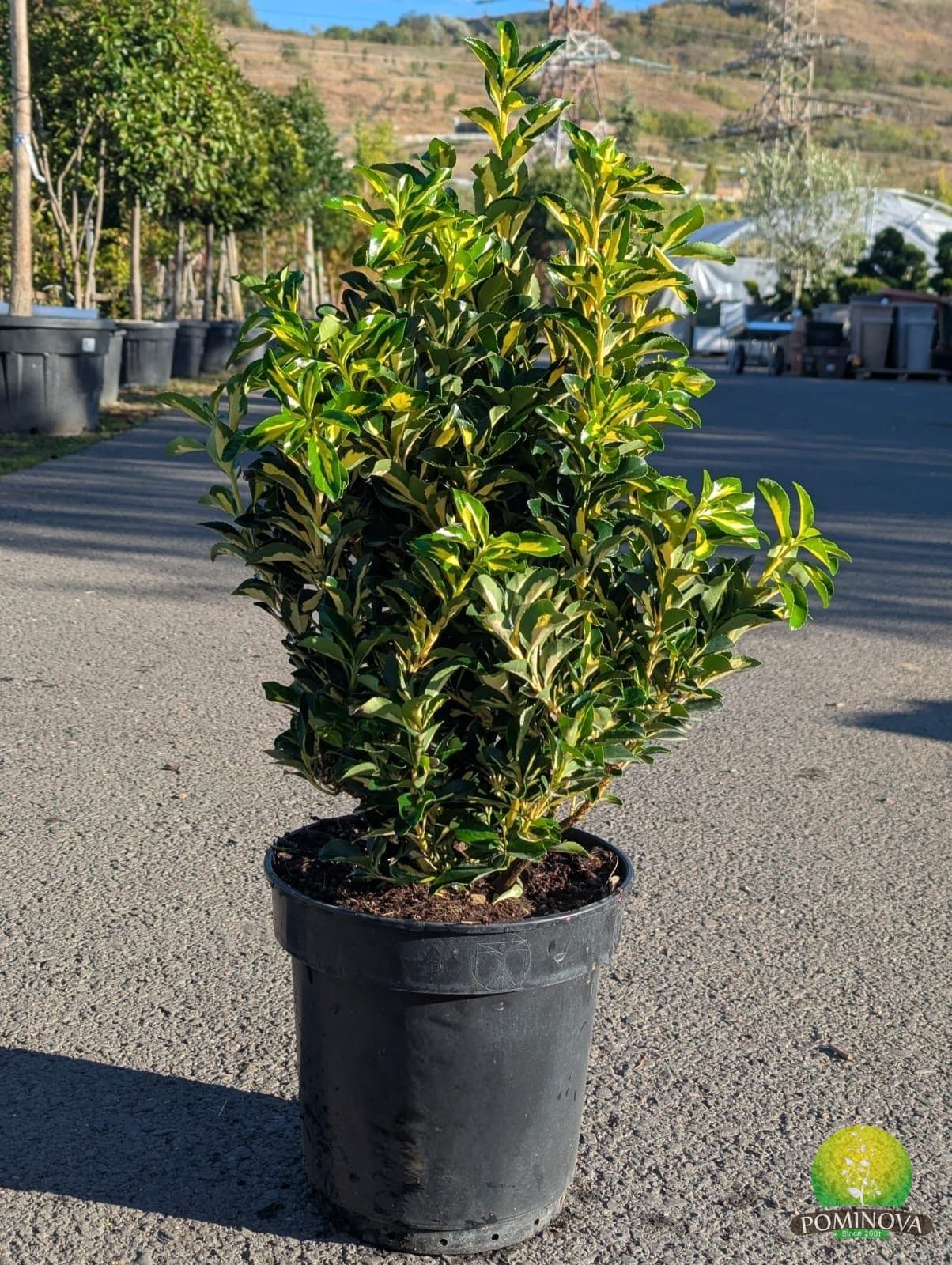 Evonimus japonez 'Aureopictus' (Euonymus japonicus 'Aureopictus') - imagine 1