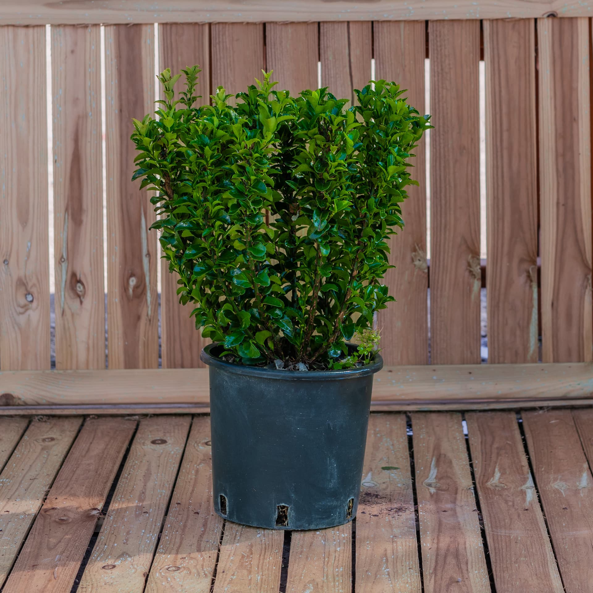 Salbă japoneză cu frunze mici (Euonymus japonicus 'Microphyllus') — imagine 1