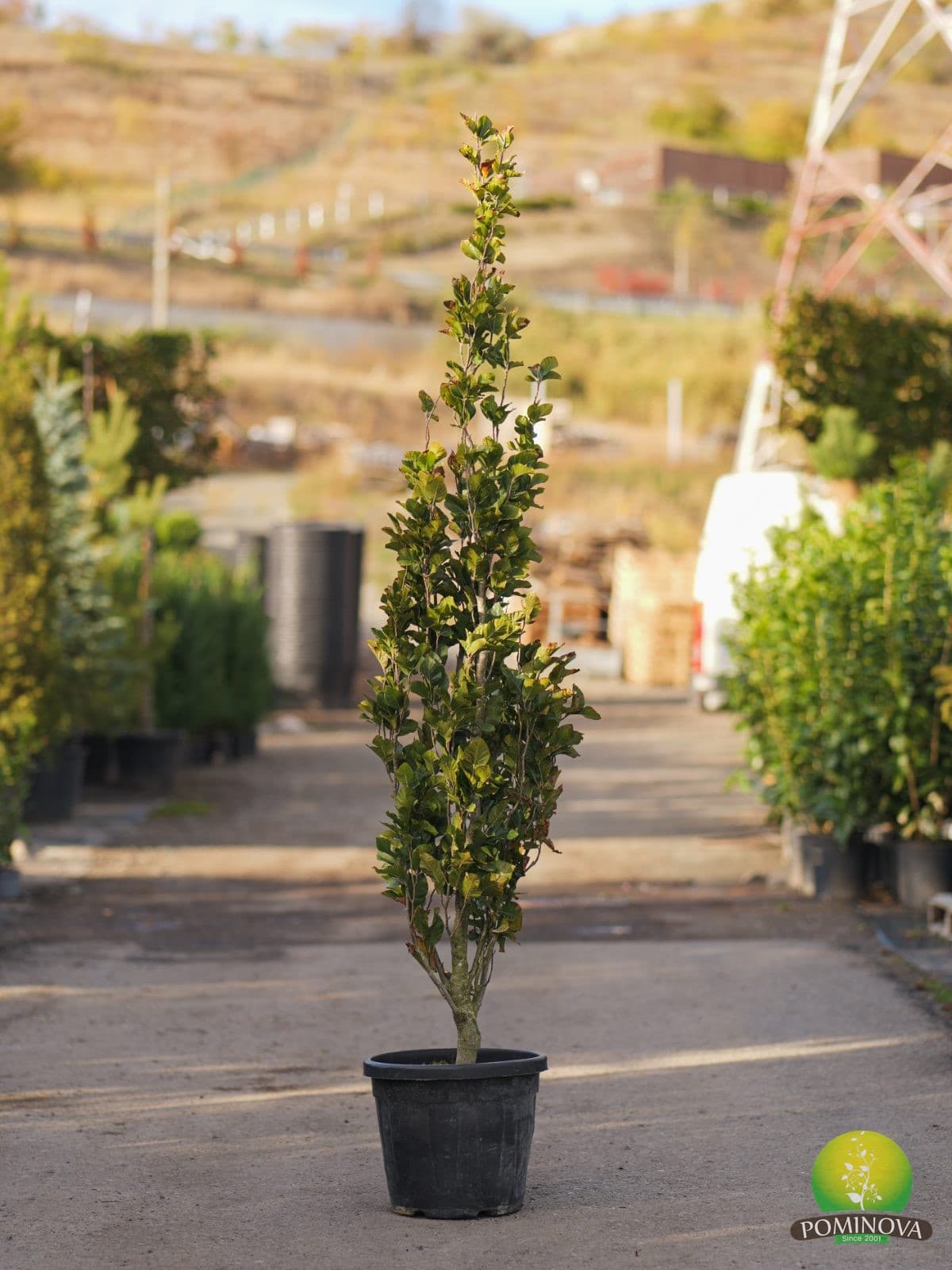 Fag auriu columnar ‘Dawyck Gold’ (Fagus sylvatica 'Dawyck Gold')