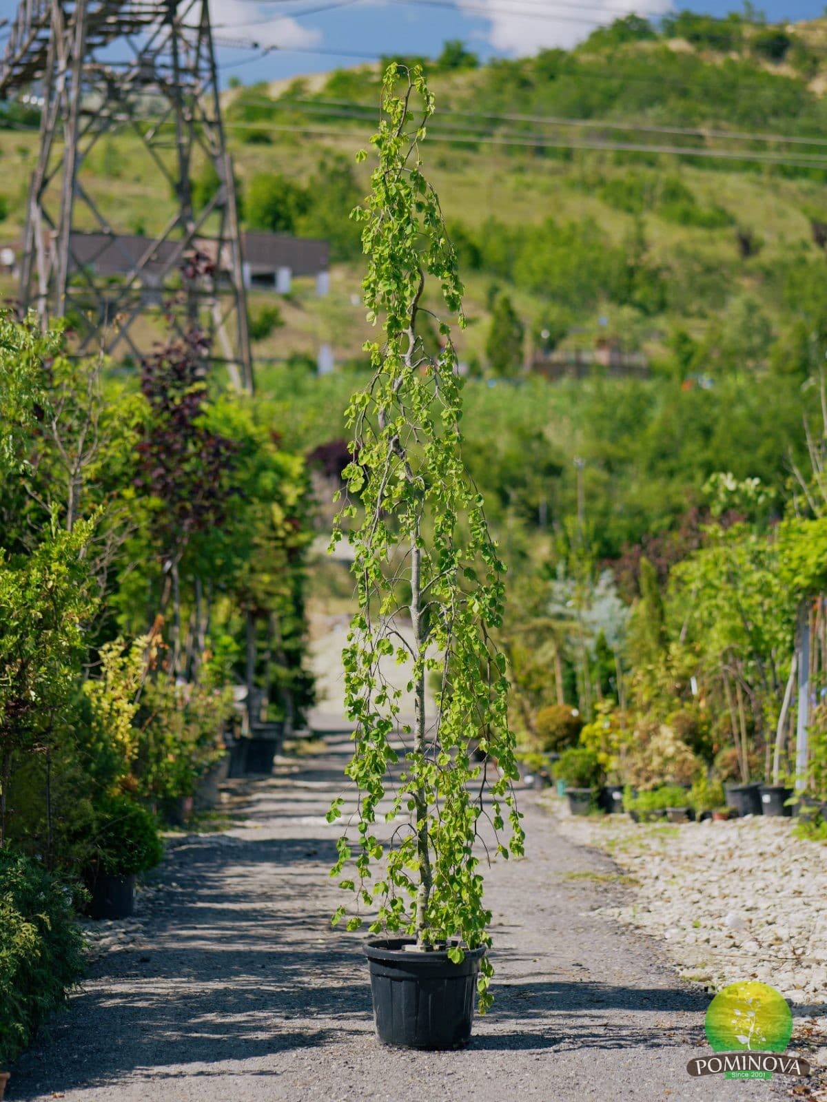 Fag plângător (Fagus sylvatica 'Purple Fountain') — imagine 1