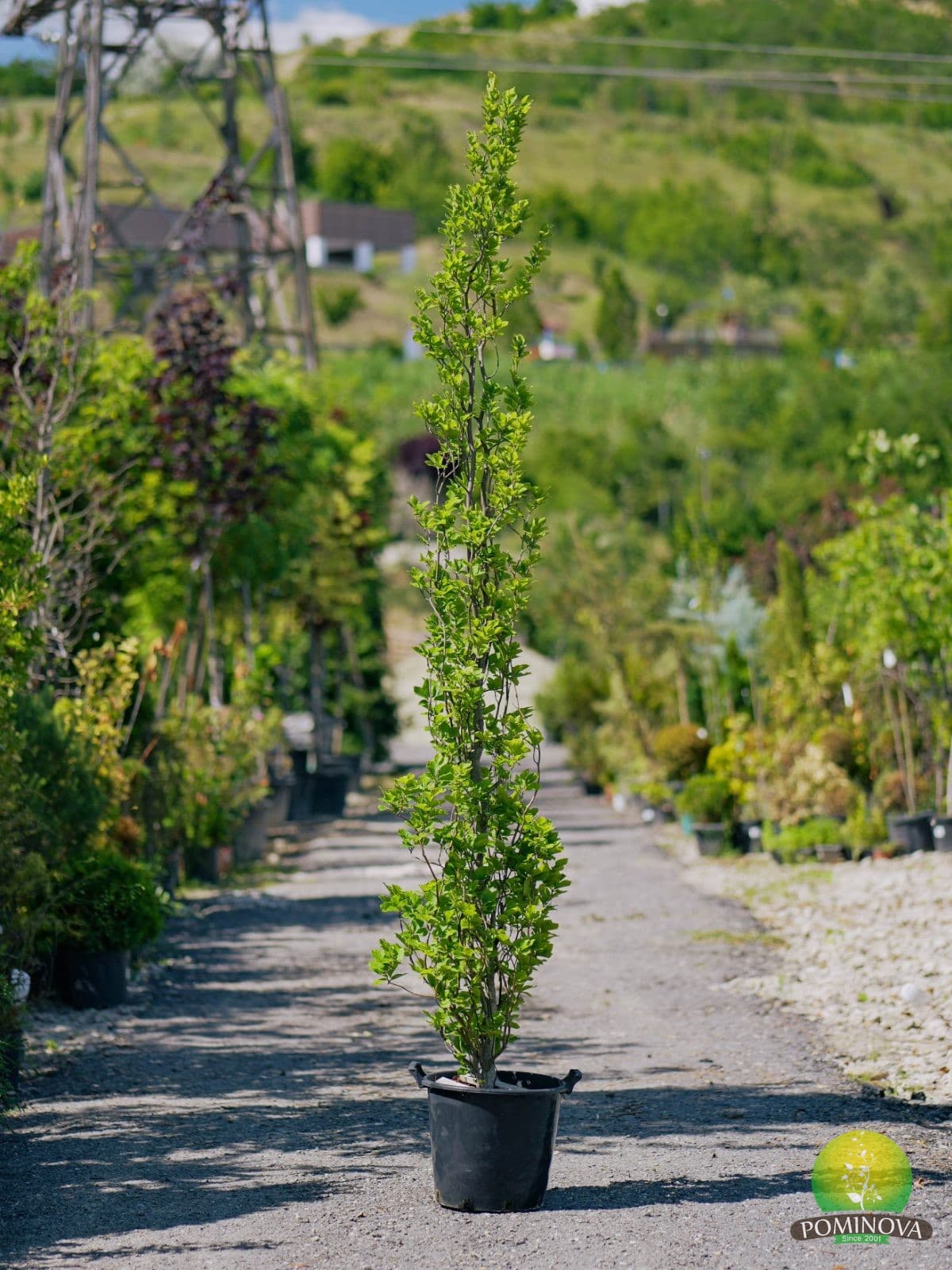 Fag columnar (Fagus sylvatica 'Dawyck Purple') — imagine 1