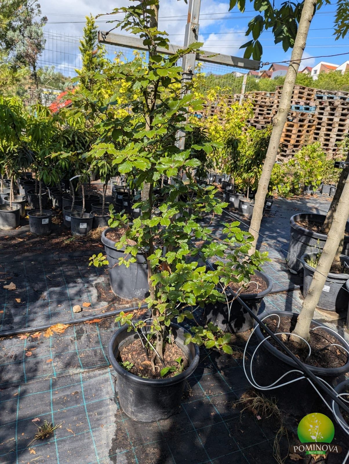 Fag european cu frunze late (Fagus sylvatica 'Latifolia') — imagine 1