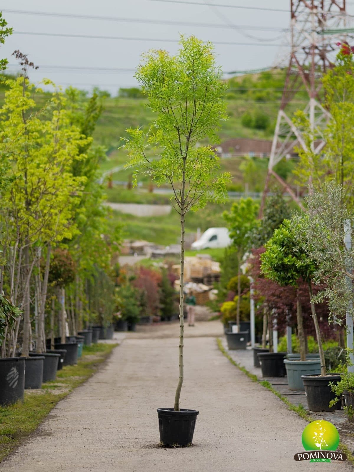 Frasin roșu (Fraxinus angustifolia 'Raywood') — imagine 3