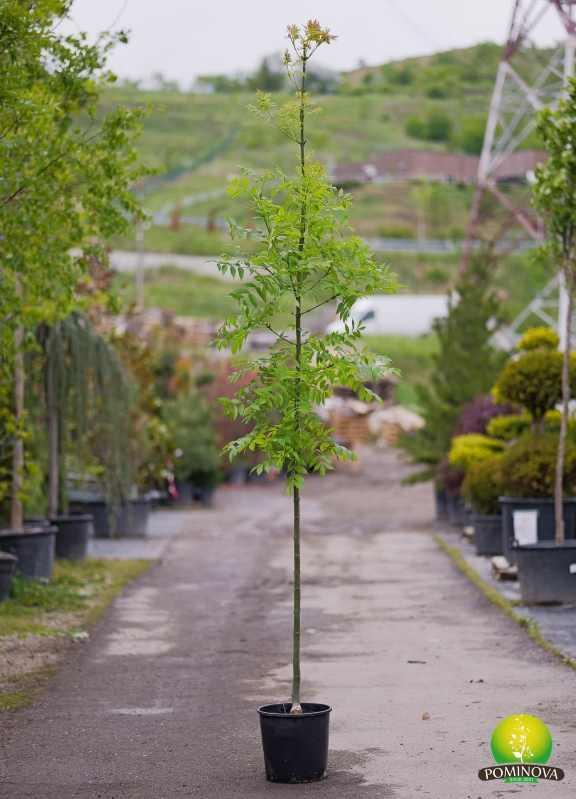 Frasin european (Fraxinus excelsior) - imagine 2