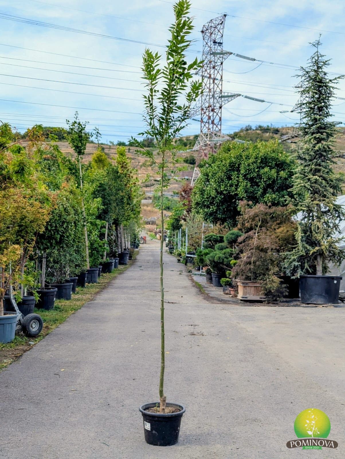 Frasin 'Westhof's Glorie' (Fraxinus excelsior 'Westhof's Glorie') — imagine 1